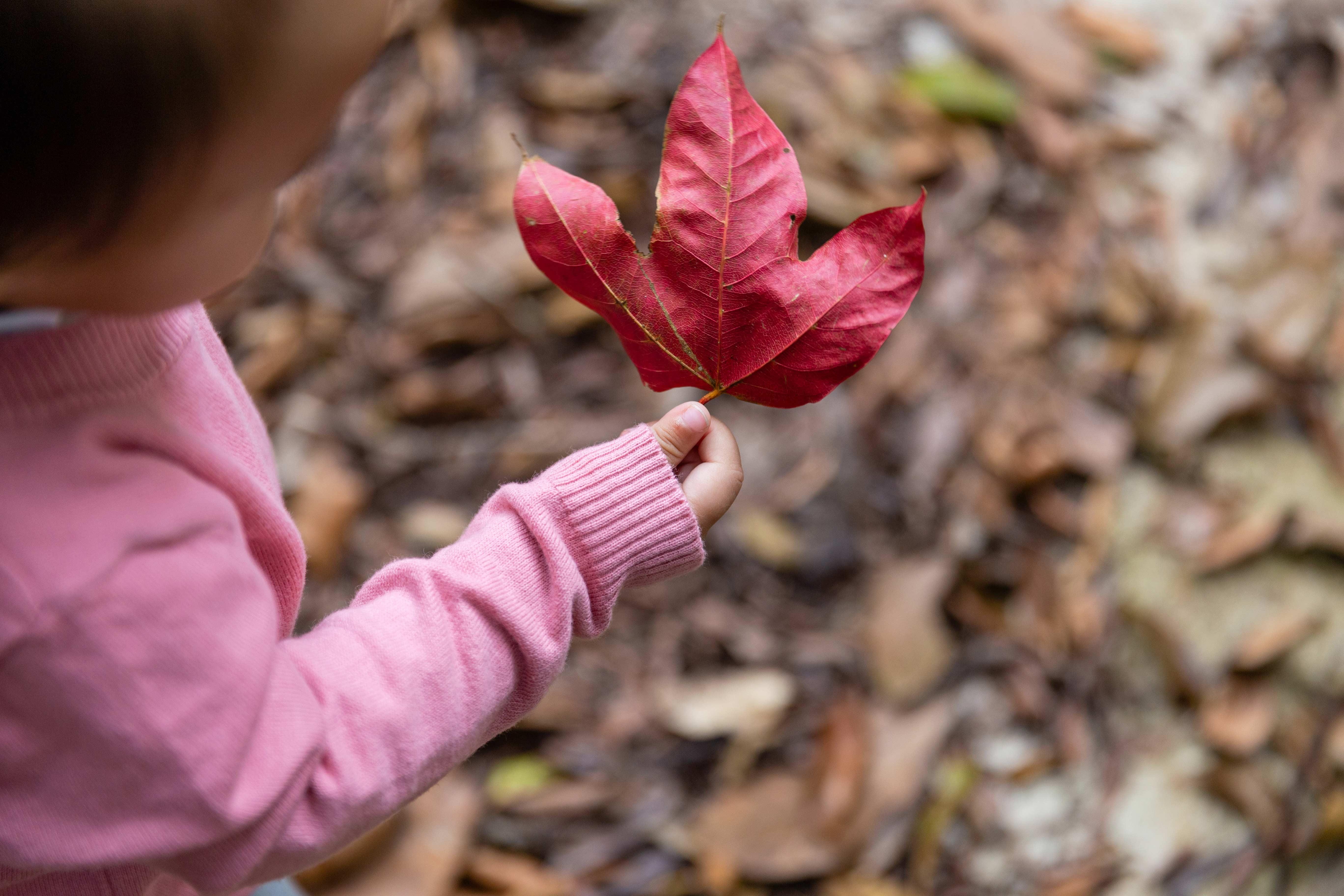 vuon quoc gia Bach Ma anh 12