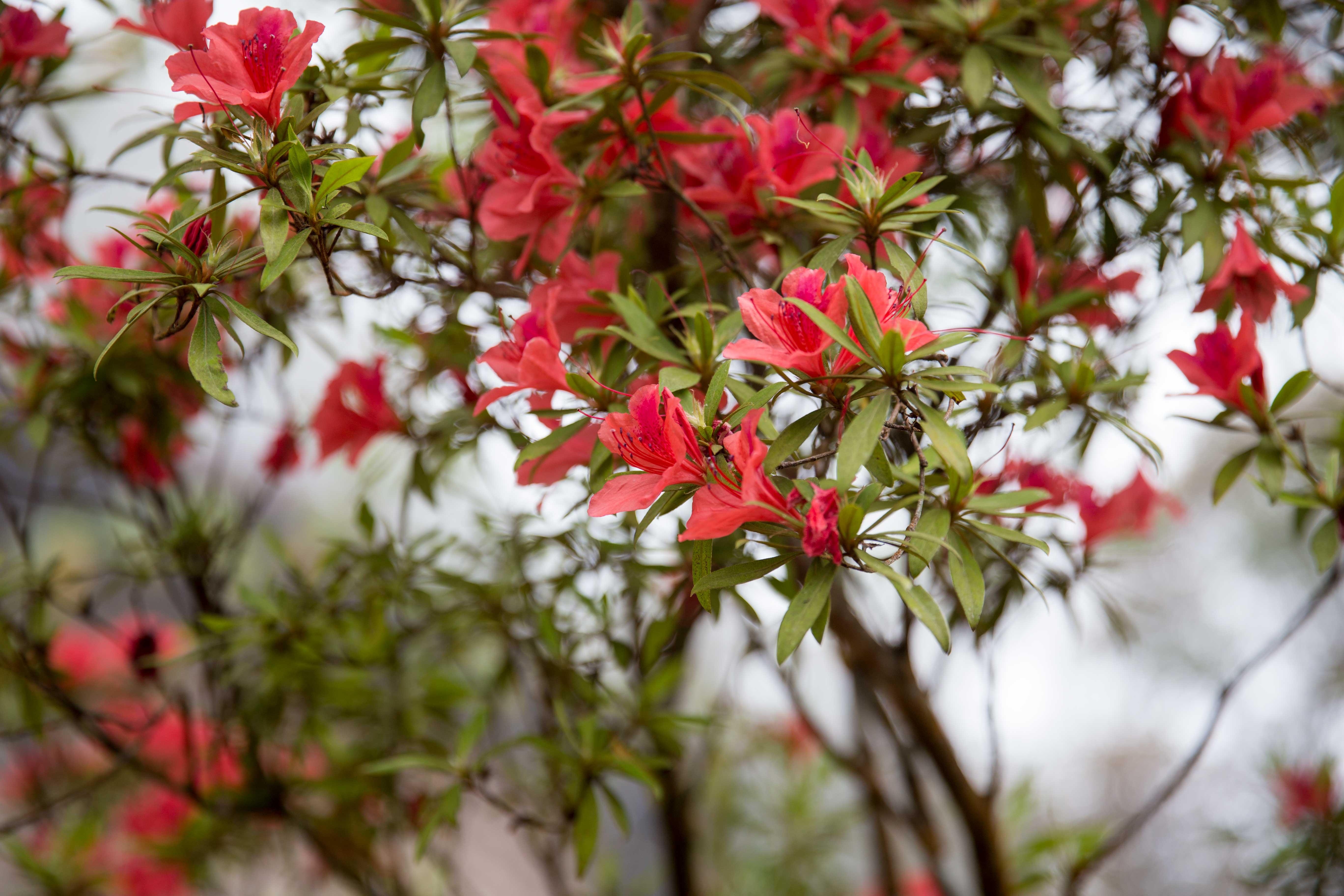 vuon quoc gia Bach Ma anh 11