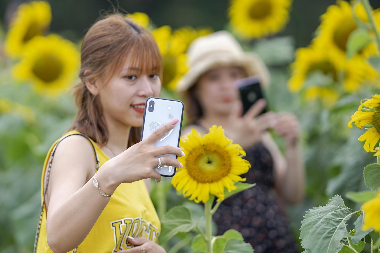 Gioi tre nao nuc check-in canh dong hoa huong duong moi o Hue hinh anh