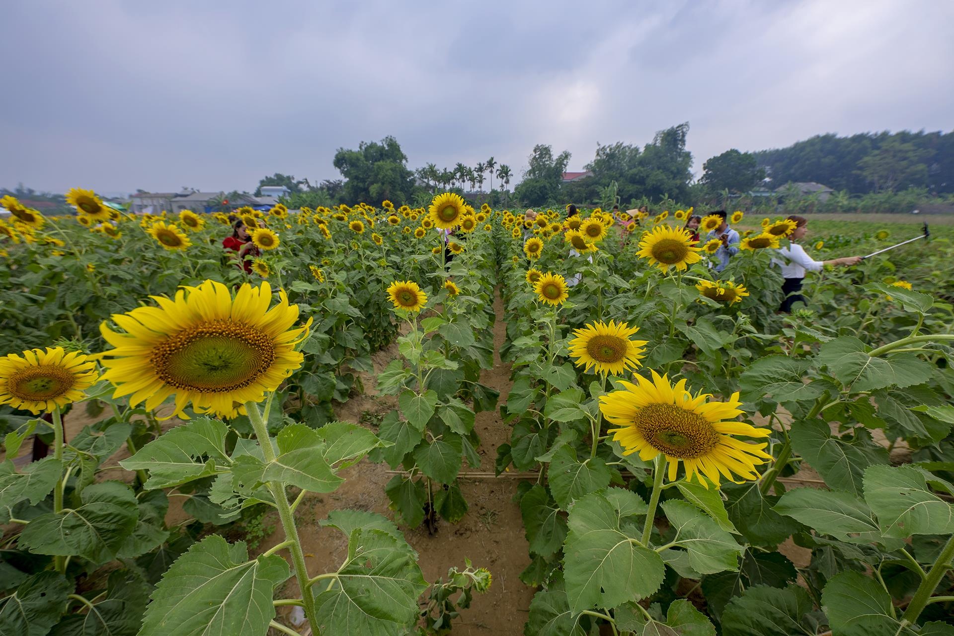 dong hoa huong duong o Hue anh 1