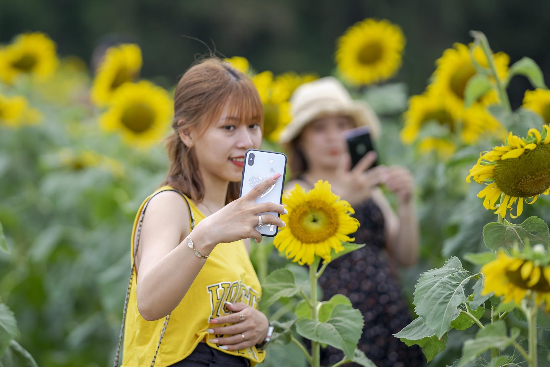 dong hoa huong duong o Hue anh 10