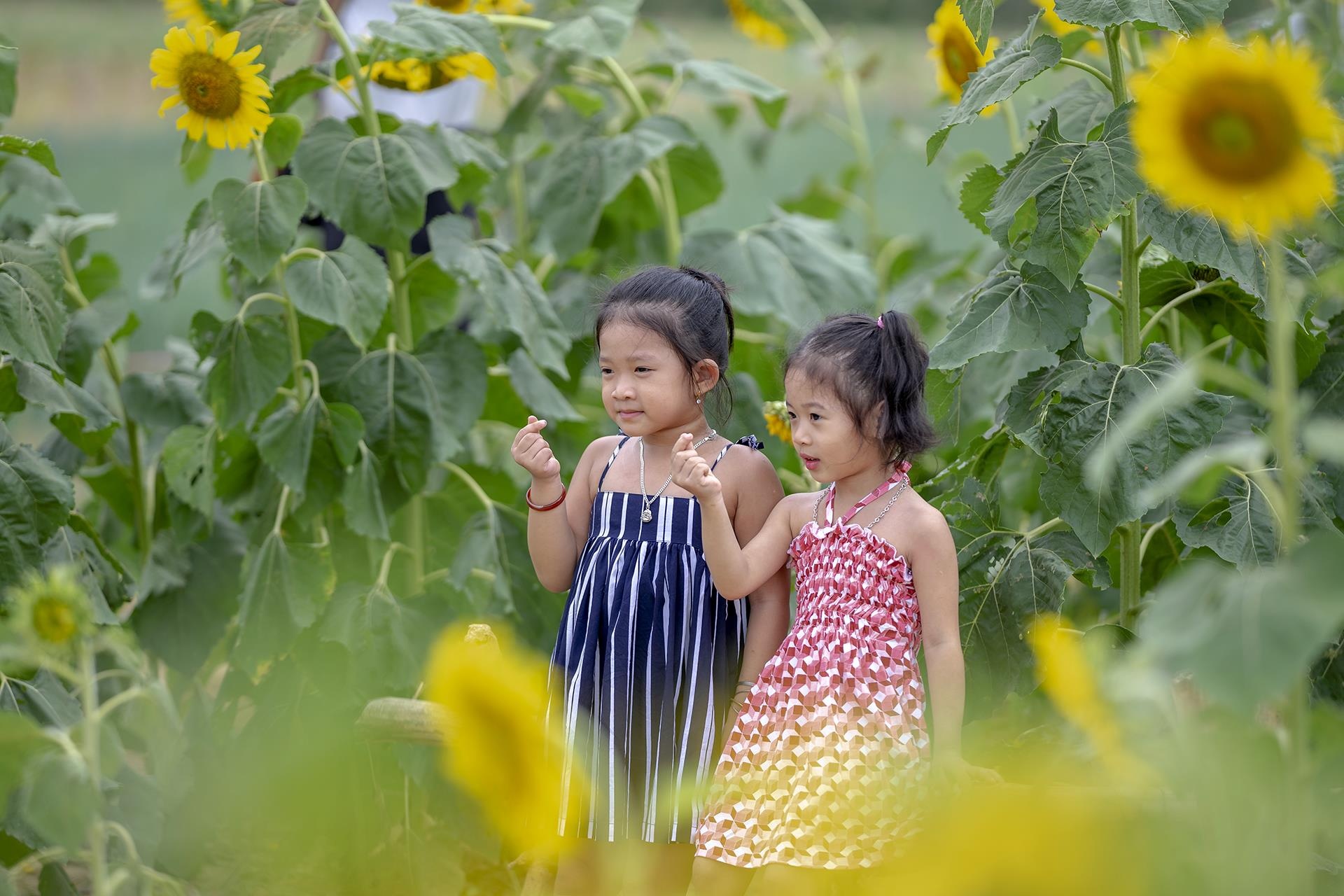 dong hoa huong duong o Hue anh 3