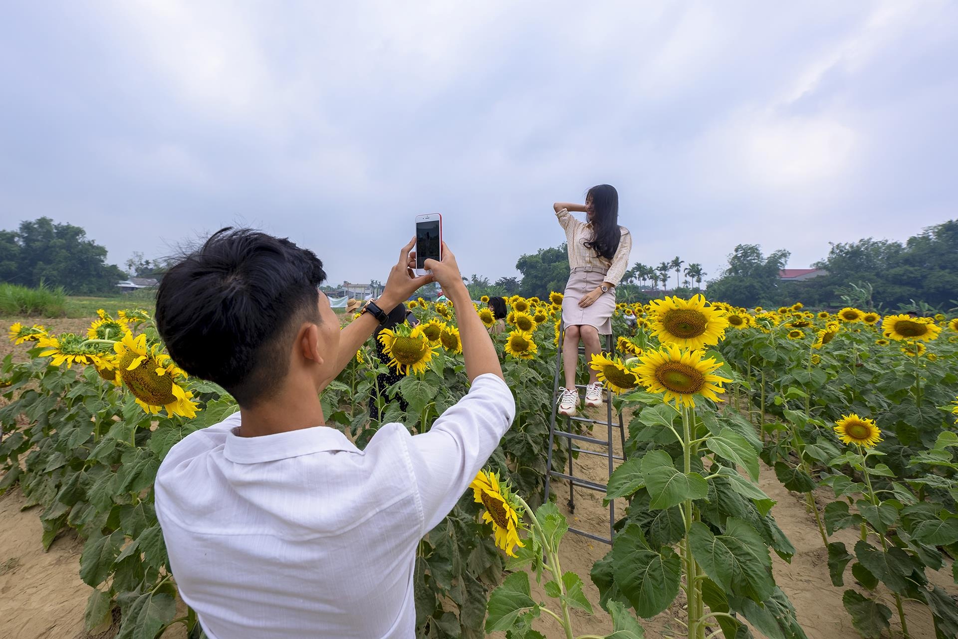 dong hoa huong duong o Hue anh 11