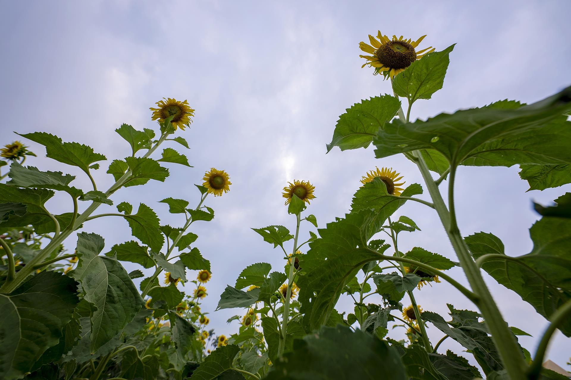 dong hoa huong duong o Hue anh 12