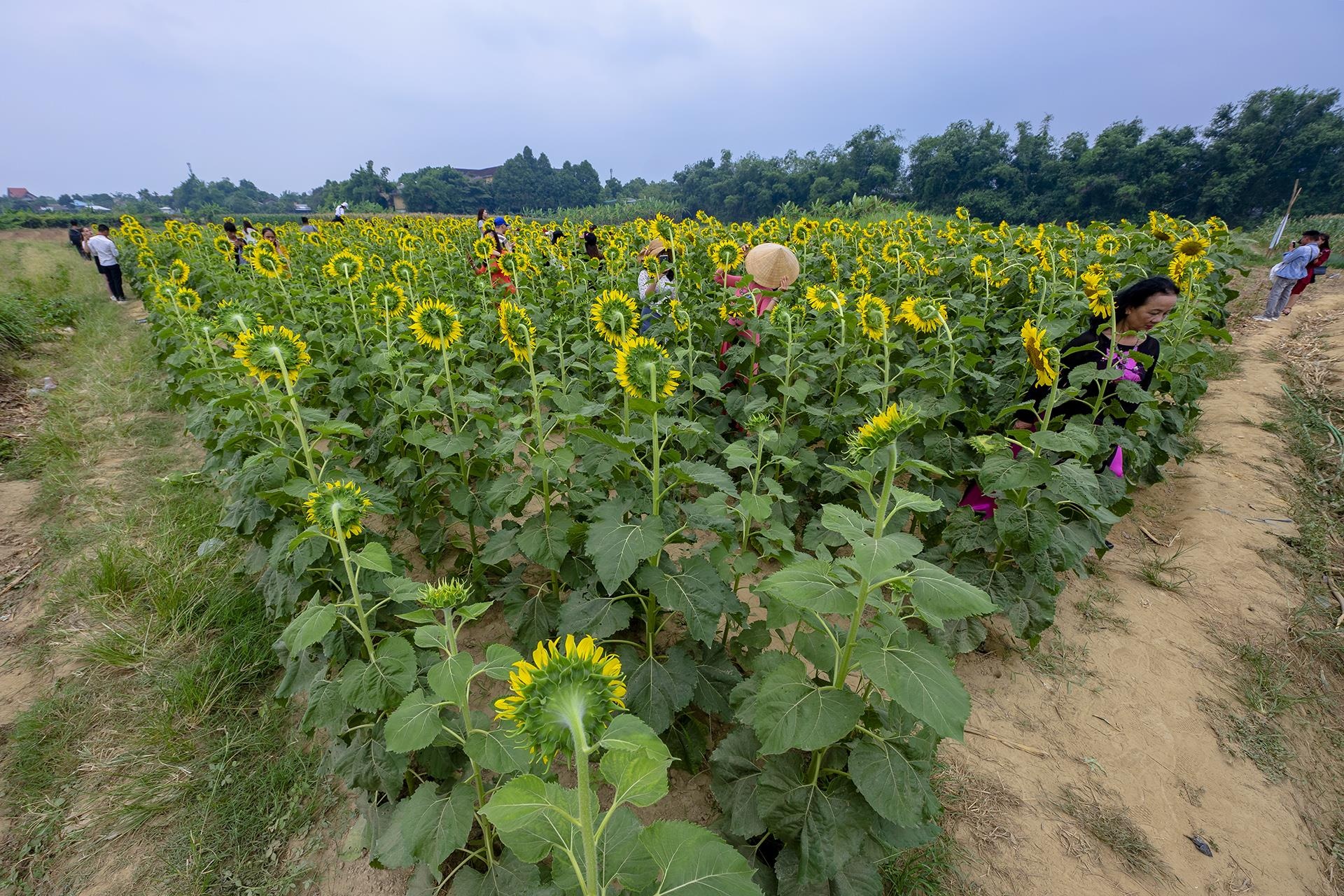 dong hoa huong duong o Hue anh 2