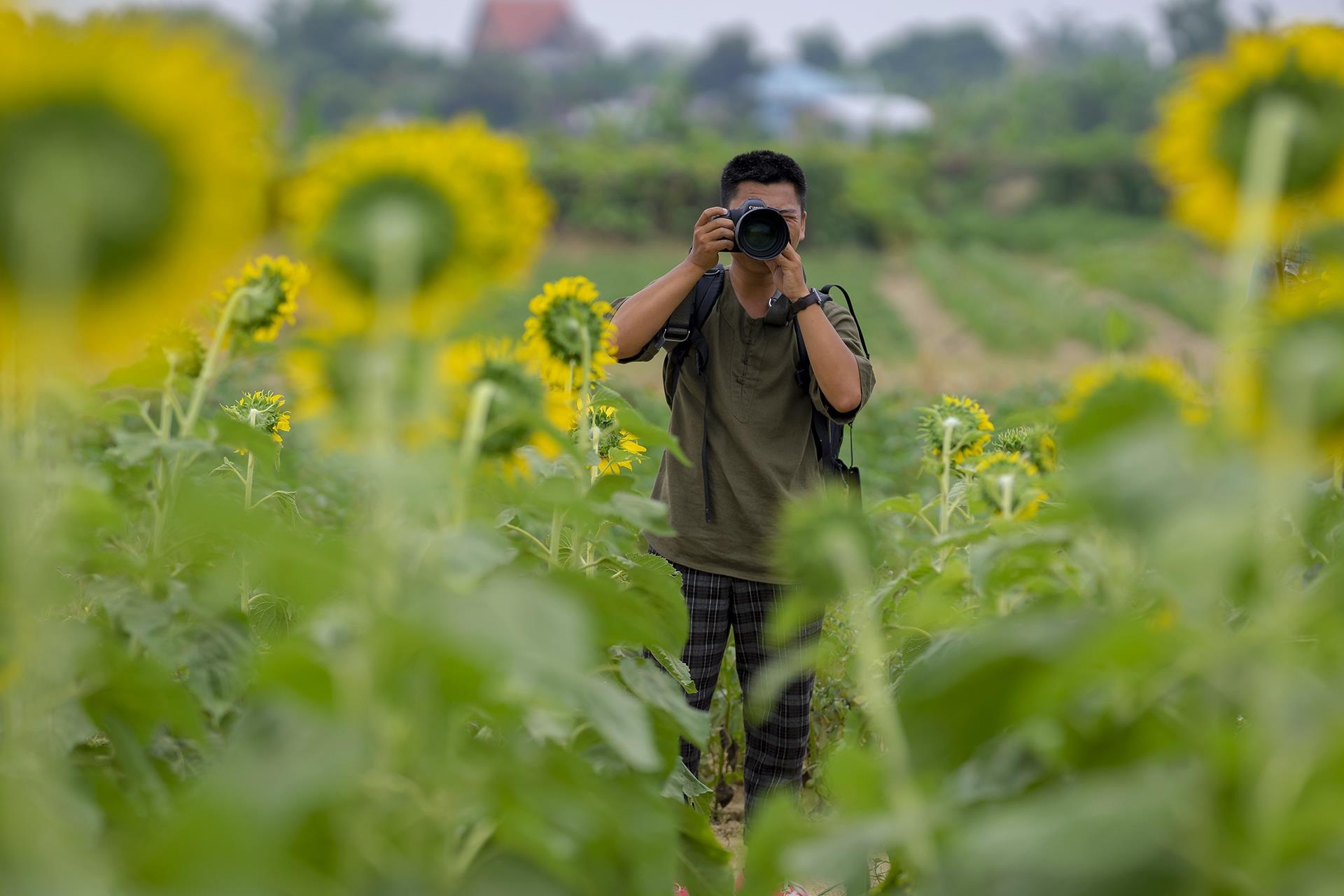 dong hoa huong duong o Hue anh 4