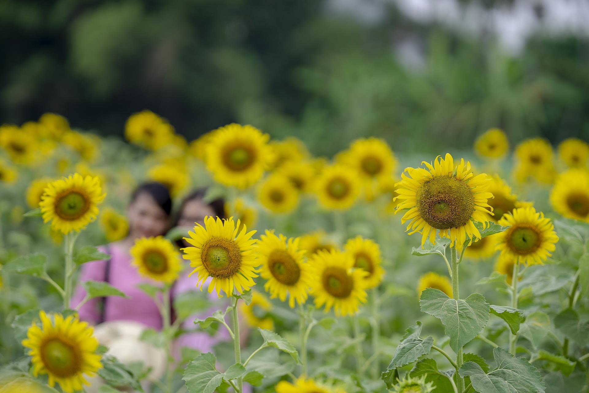 dong hoa huong duong o Hue anh 5