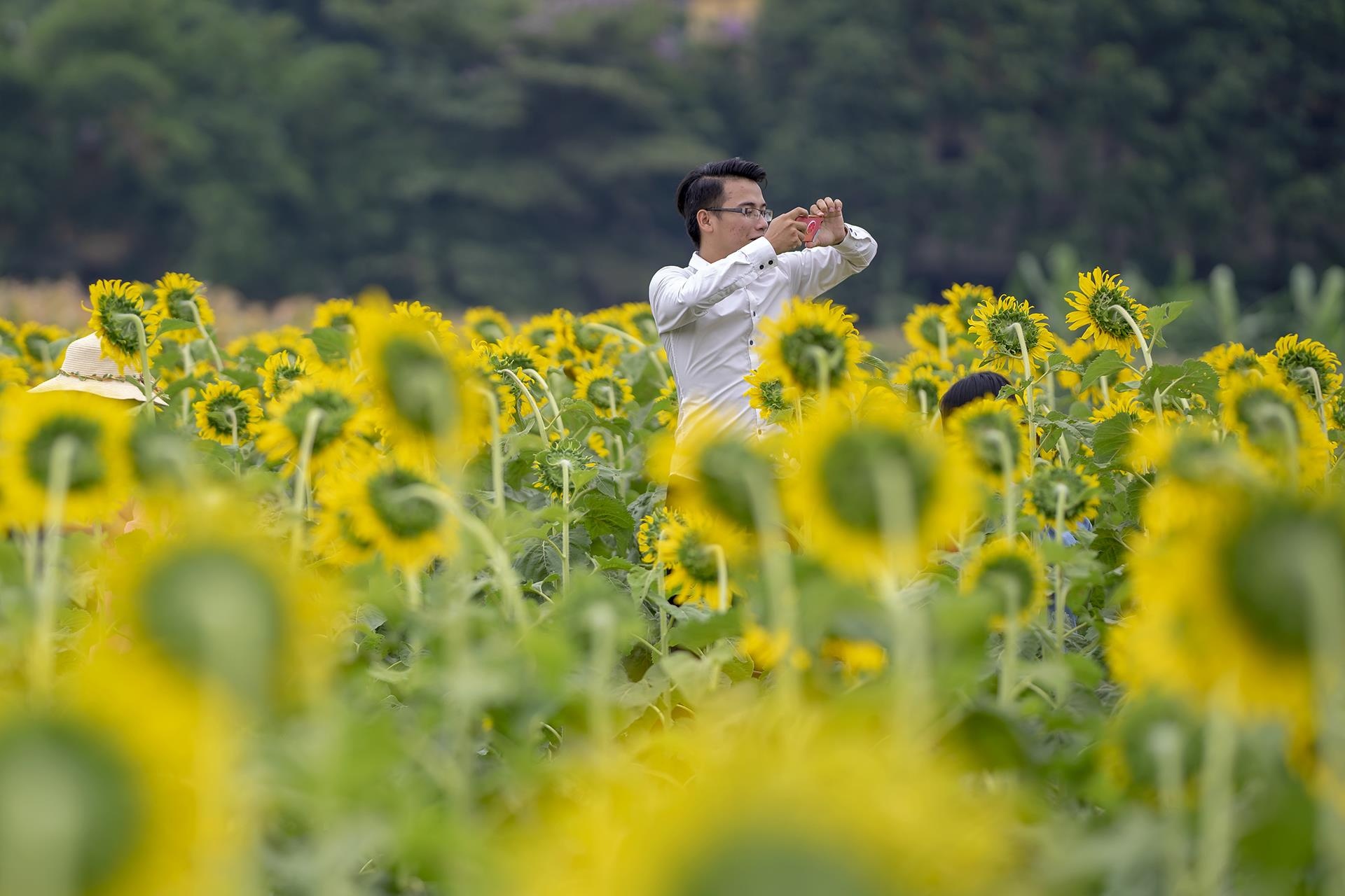 dong hoa huong duong o Hue anh 6