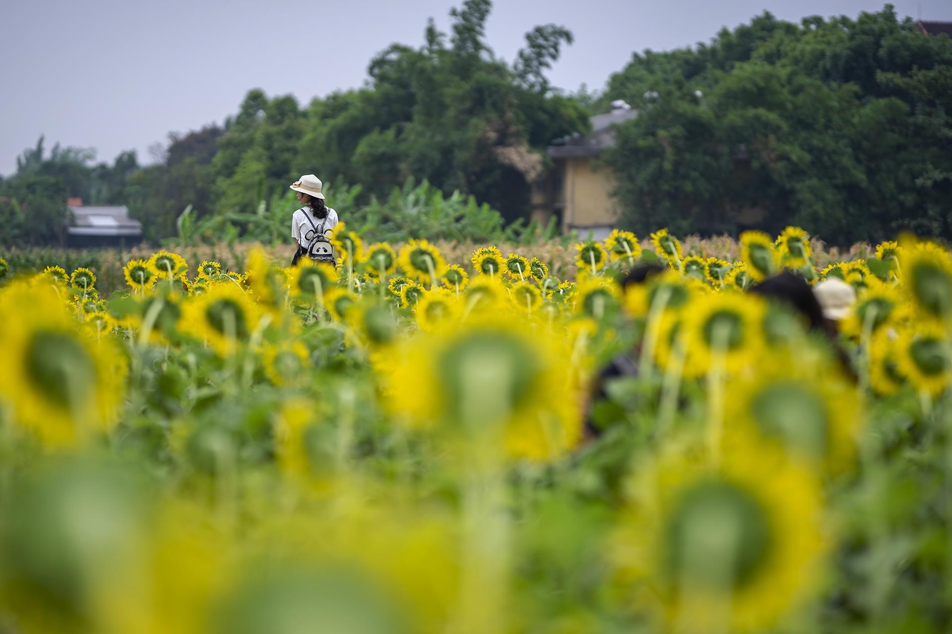 dong hoa huong duong o Hue anh 7