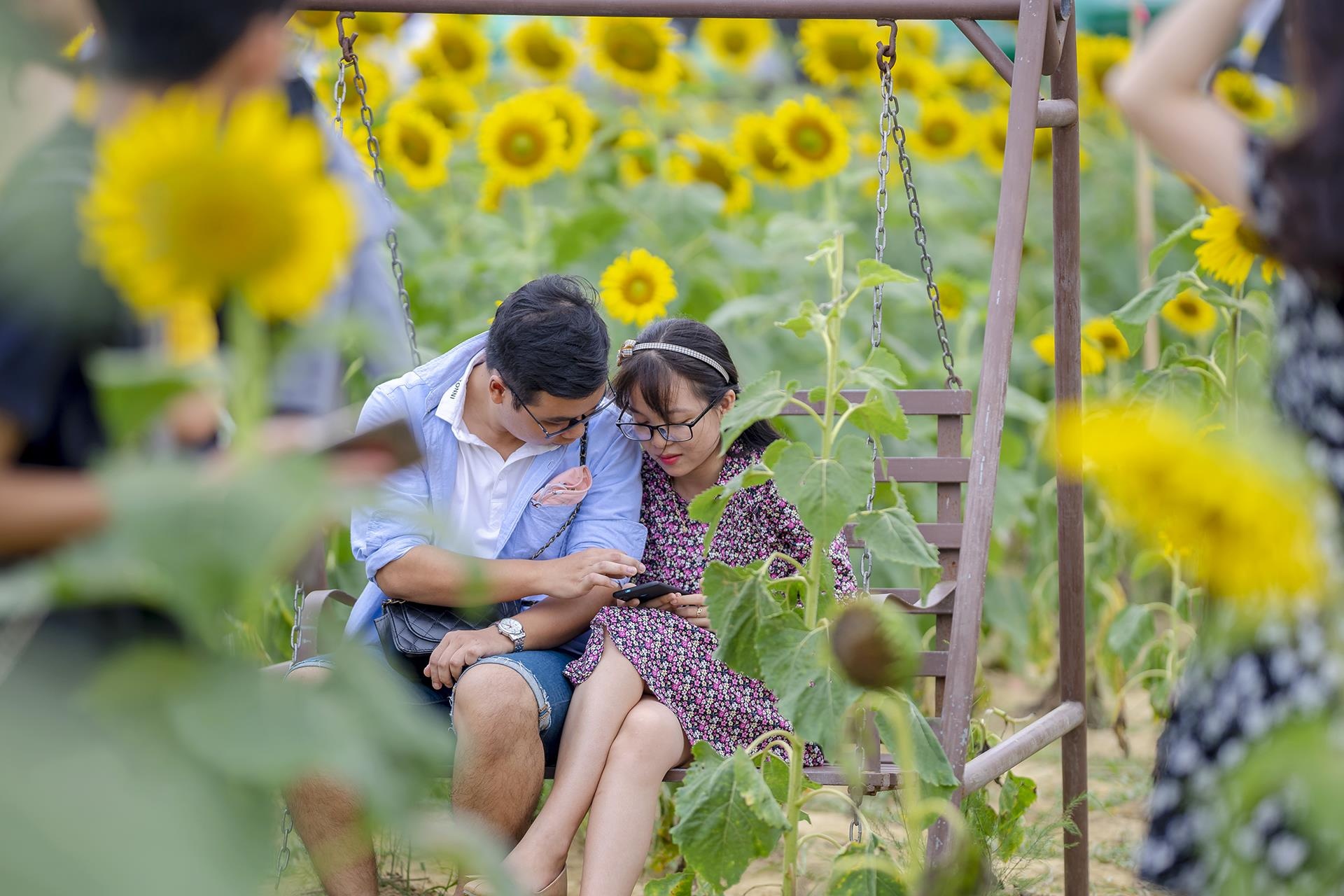 dong hoa huong duong o Hue anh 8