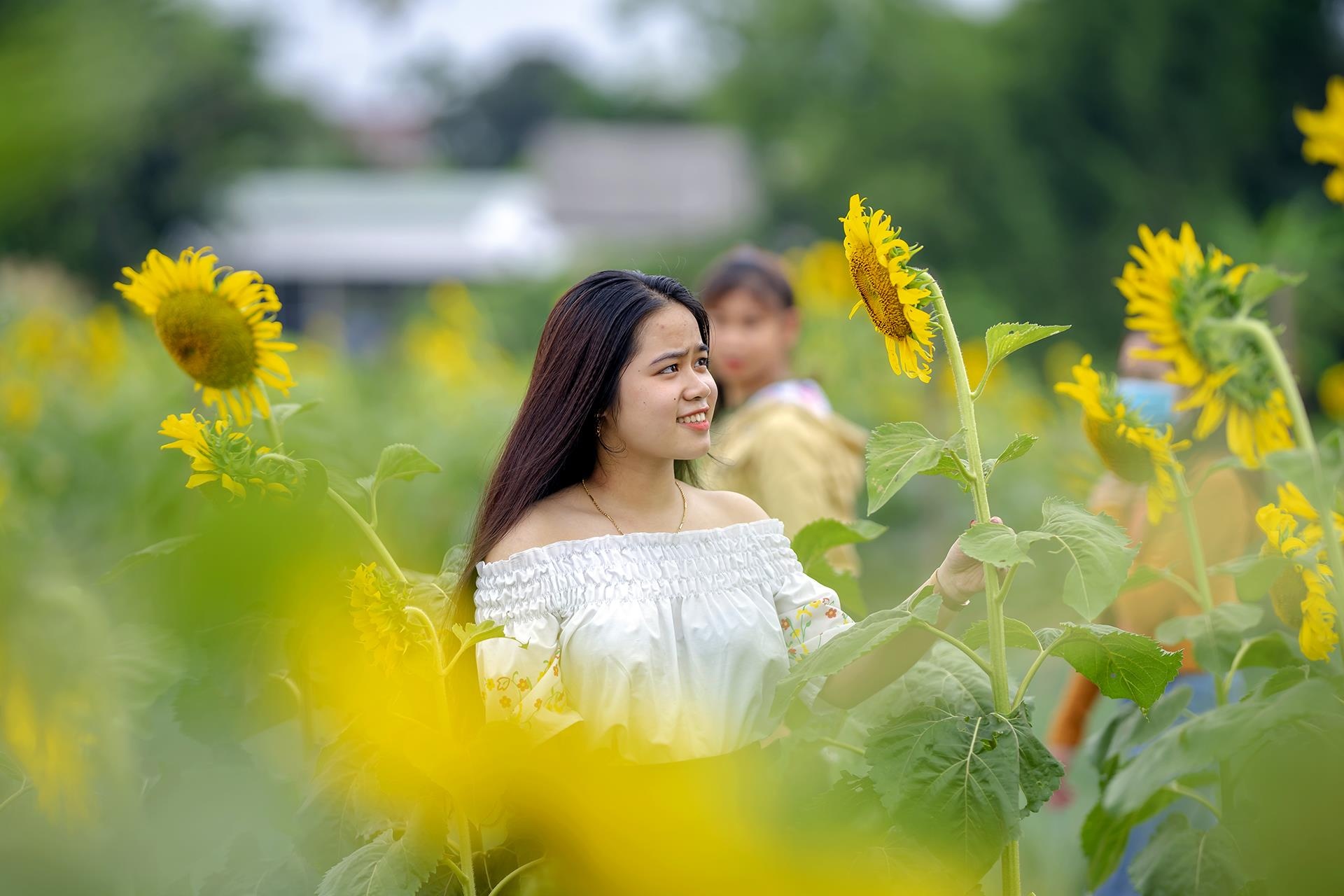 dong hoa huong duong o Hue anh 9