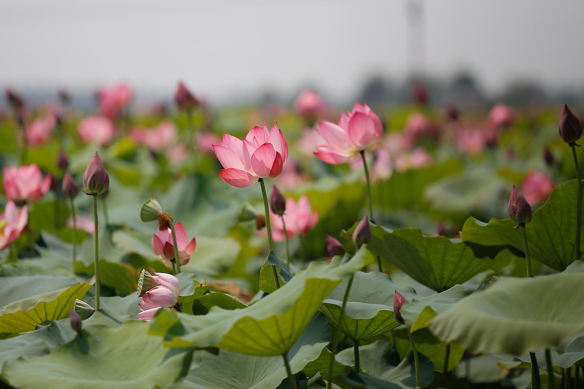 hoa sen,  mua sen,  xu Hue anh 7