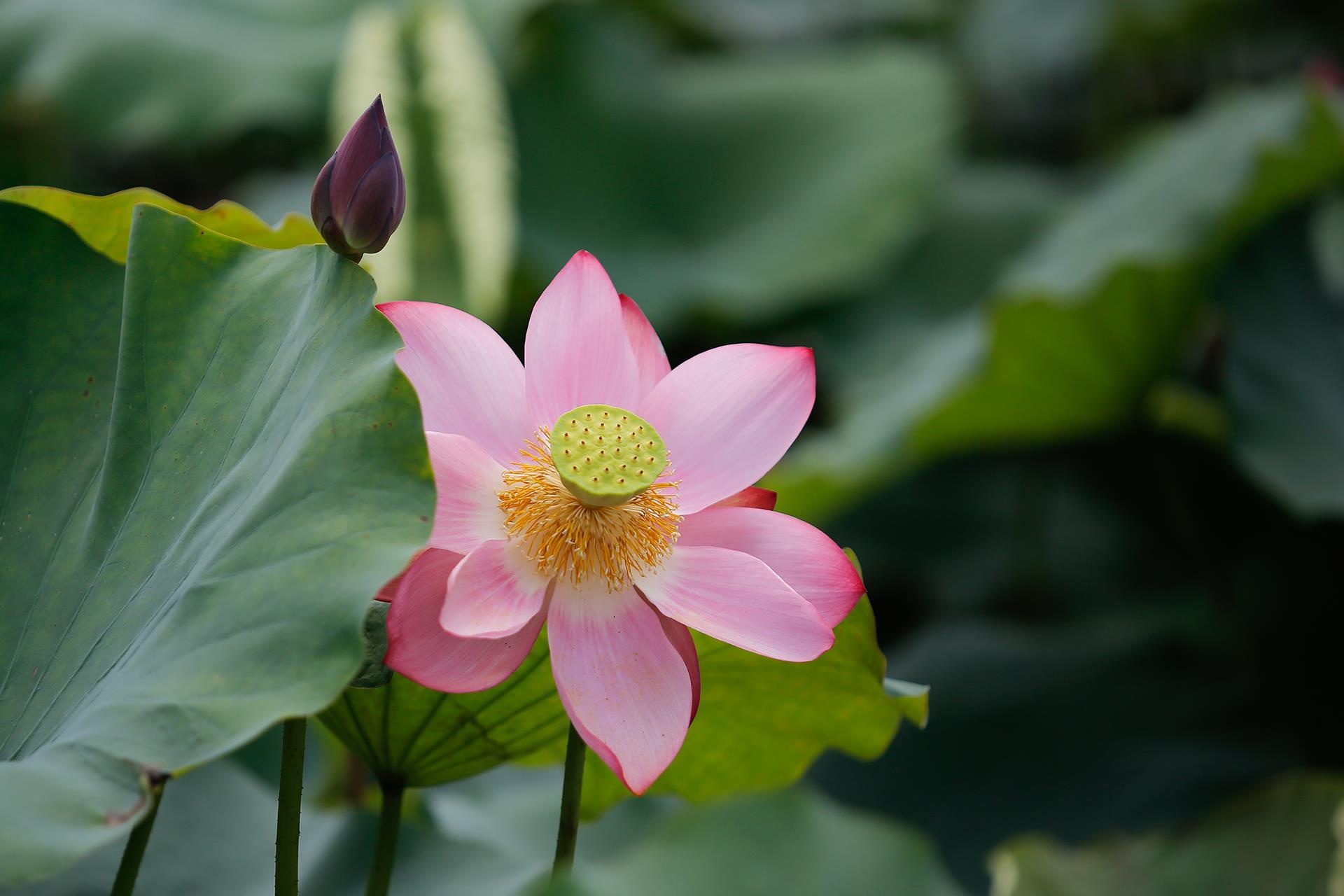 hoa sen,  mua sen,  xu Hue anh 14