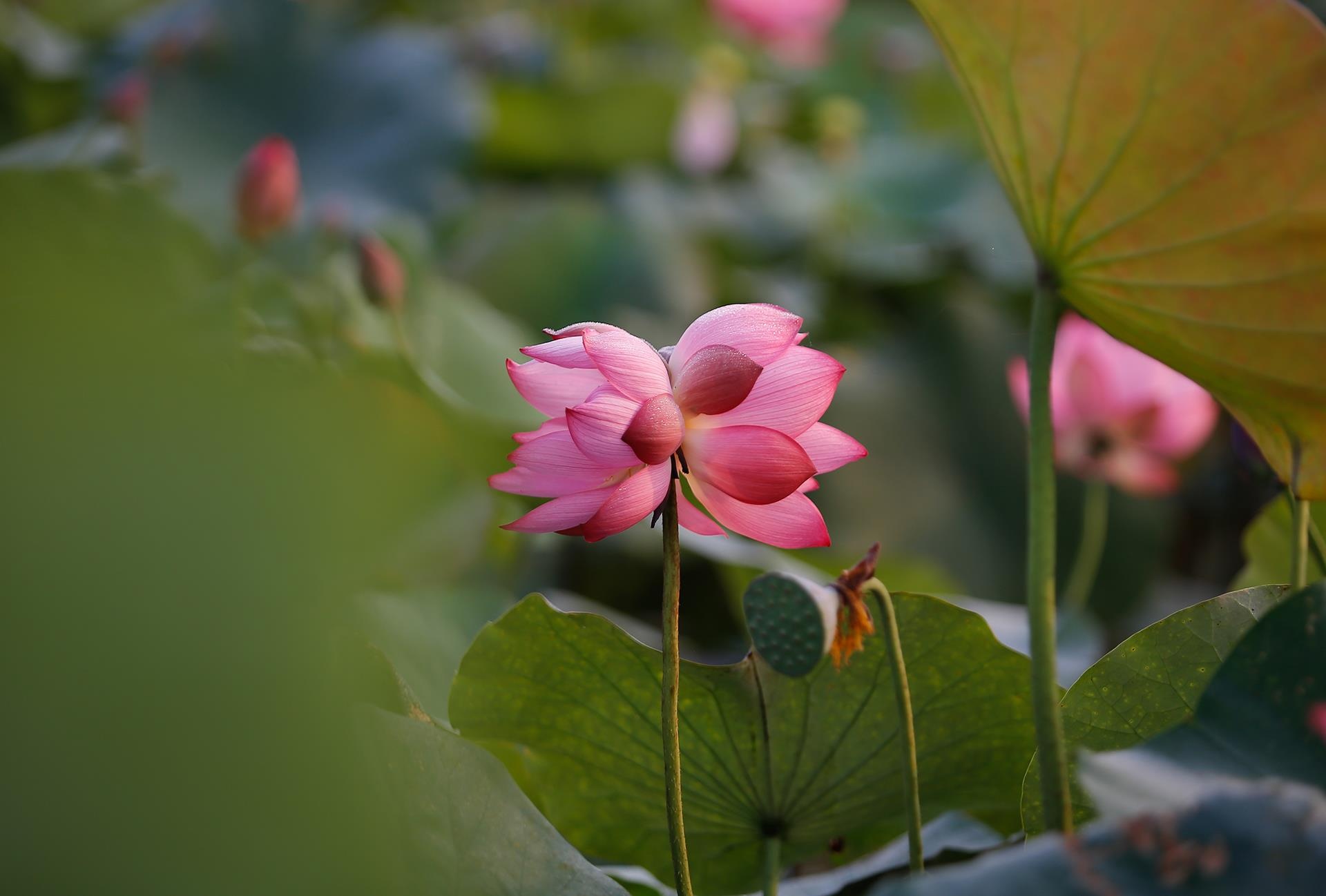 hoa sen,  mua sen,  xu Hue anh 16