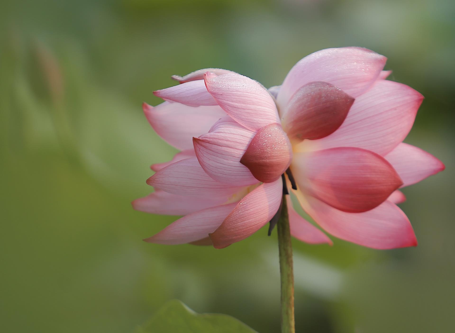 hoa sen,  mua sen,  xu Hue anh 17