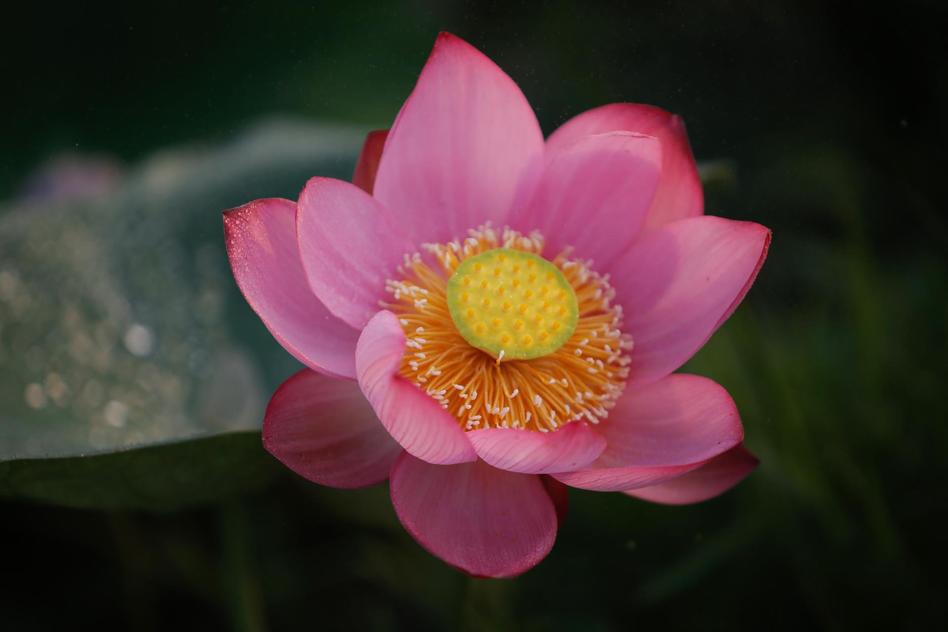 hoa sen,  mua sen,  xu Hue anh 18