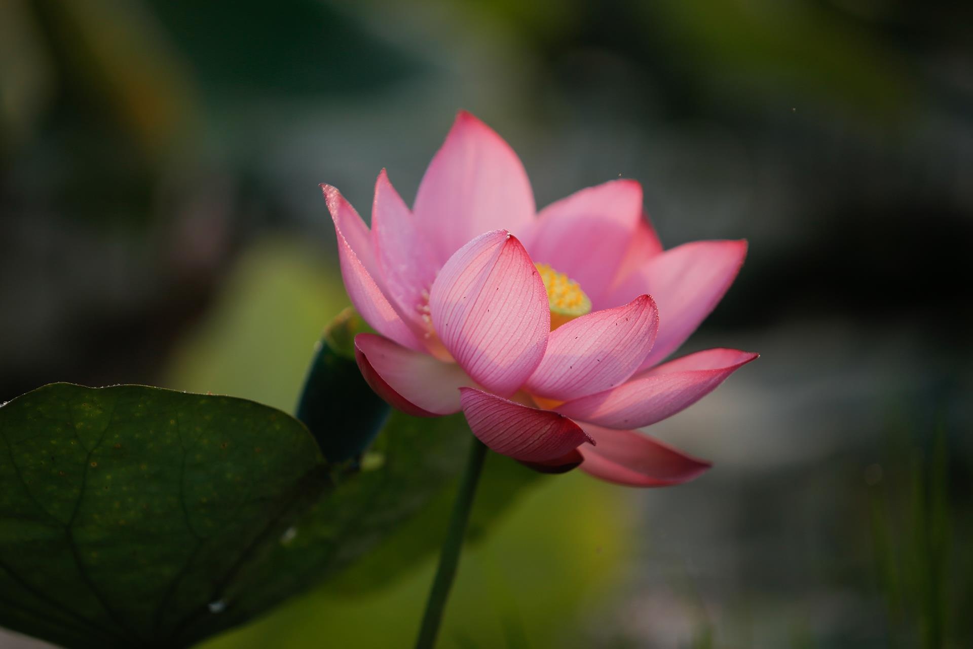 hoa sen,  mua sen,  xu Hue anh 19