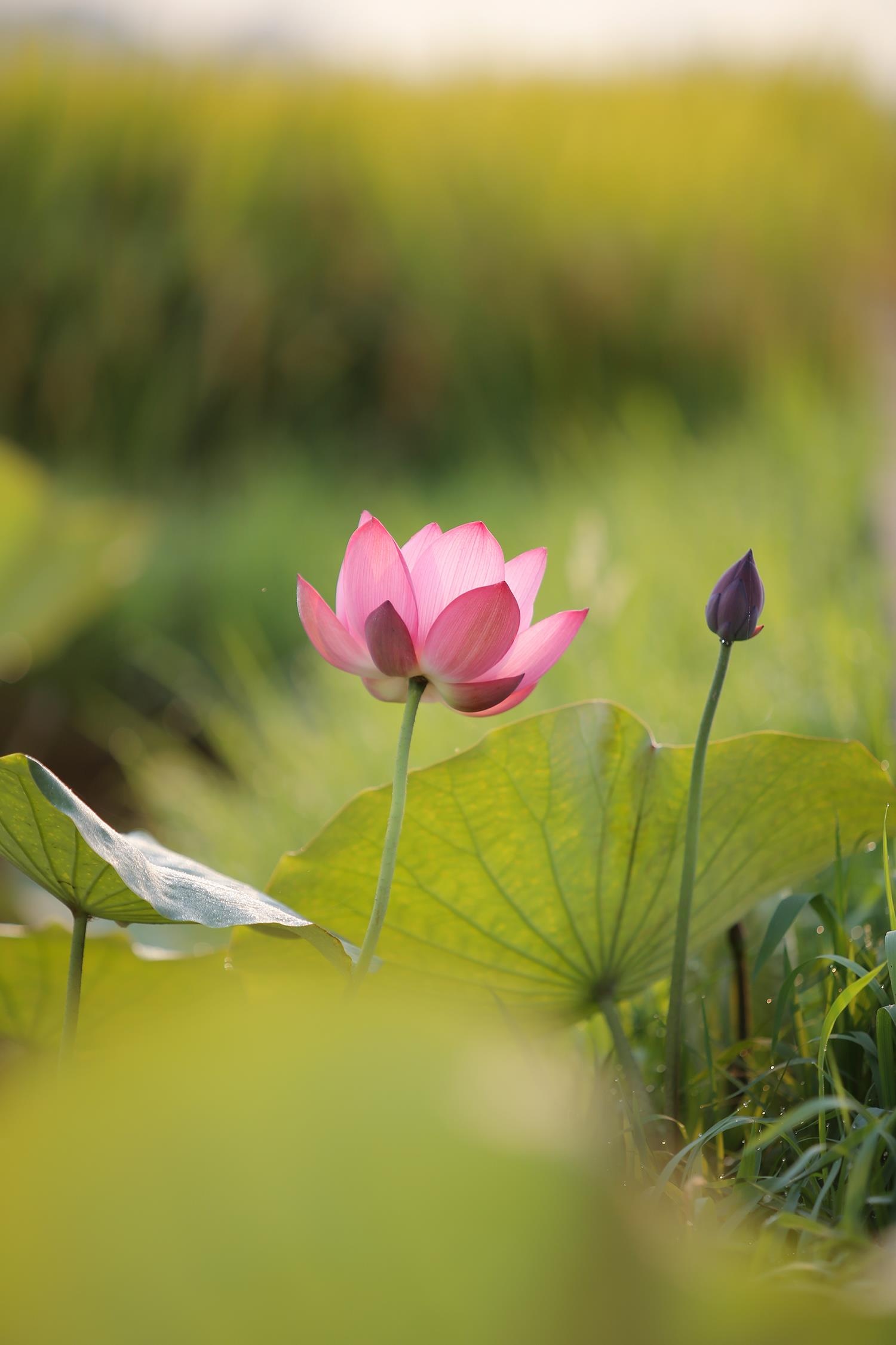 hoa sen,  mua sen,  xu Hue anh 4