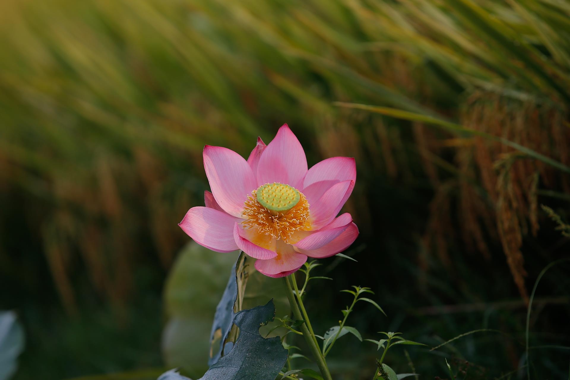 hoa sen,  mua sen,  xu Hue anh 5