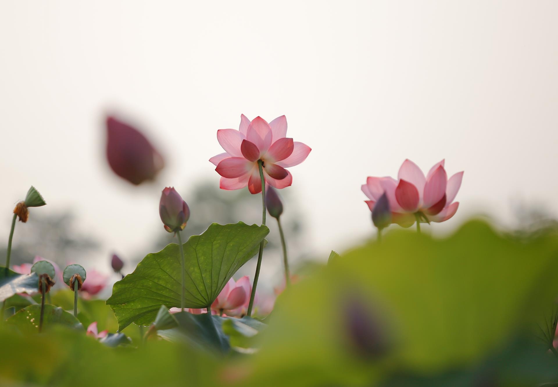 hoa sen,  mua sen,  xu Hue anh 2