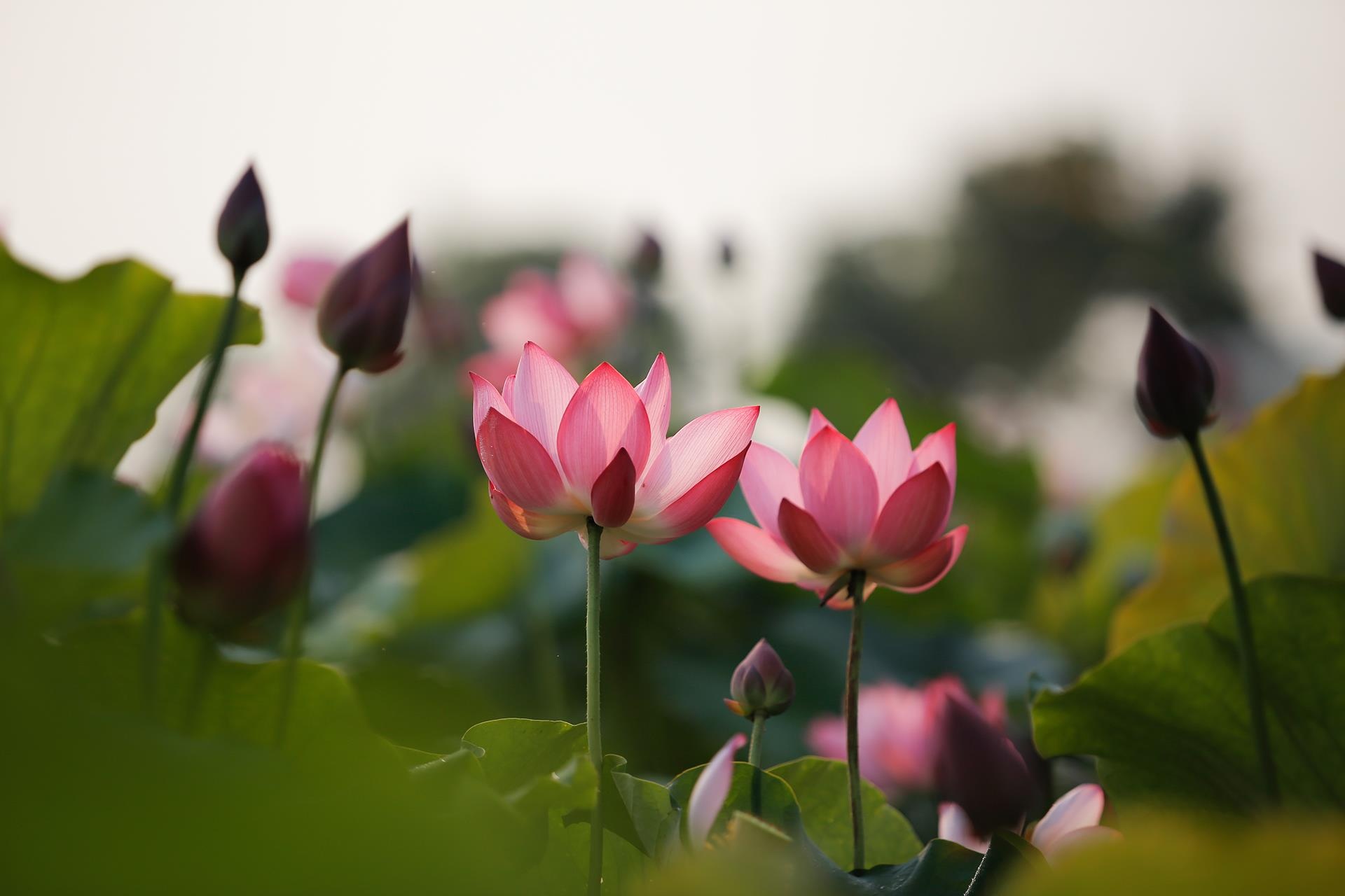 hoa sen,  mua sen,  xu Hue anh 3