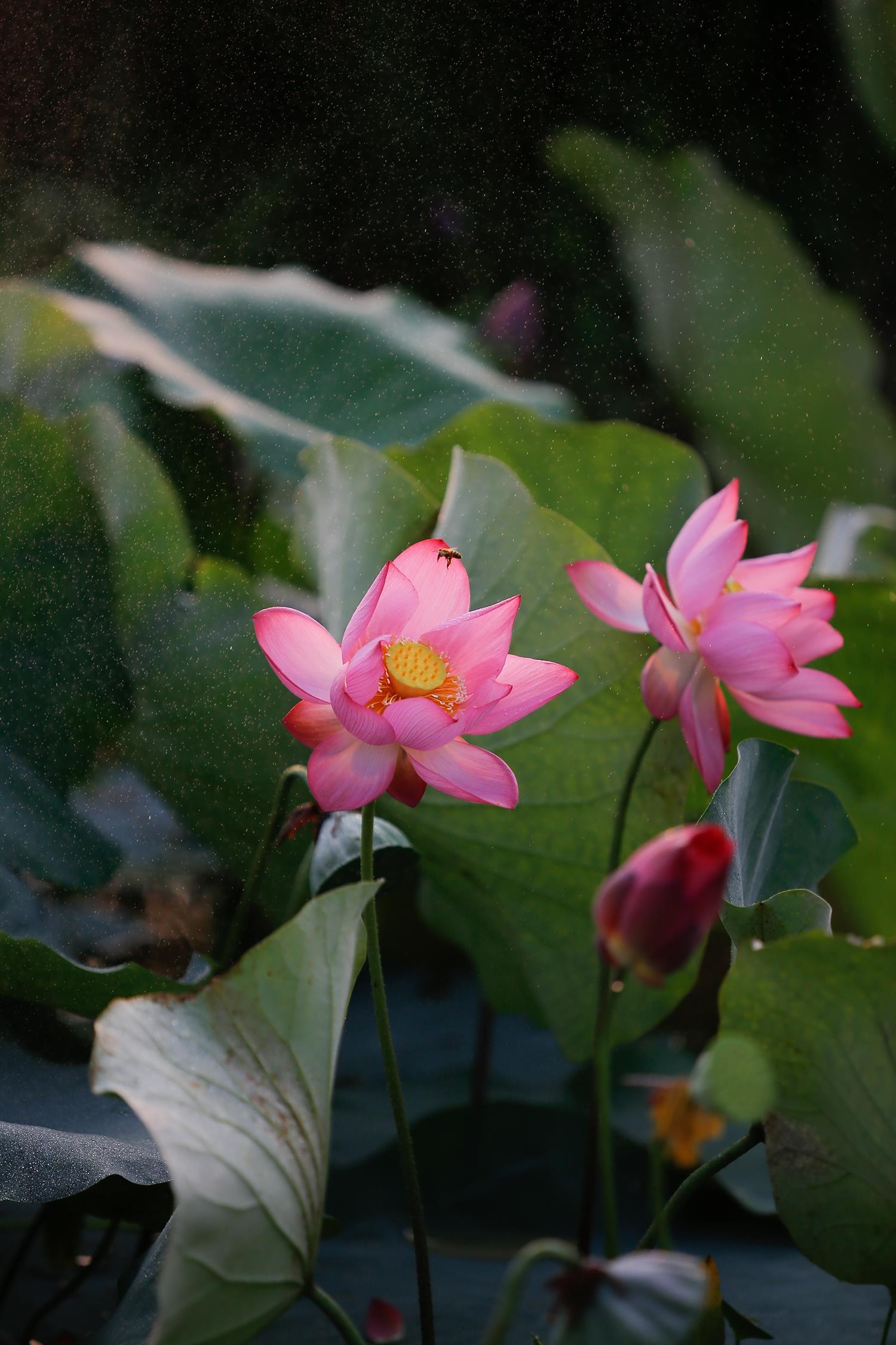 hoa sen,  mua sen,  xu Hue anh 20