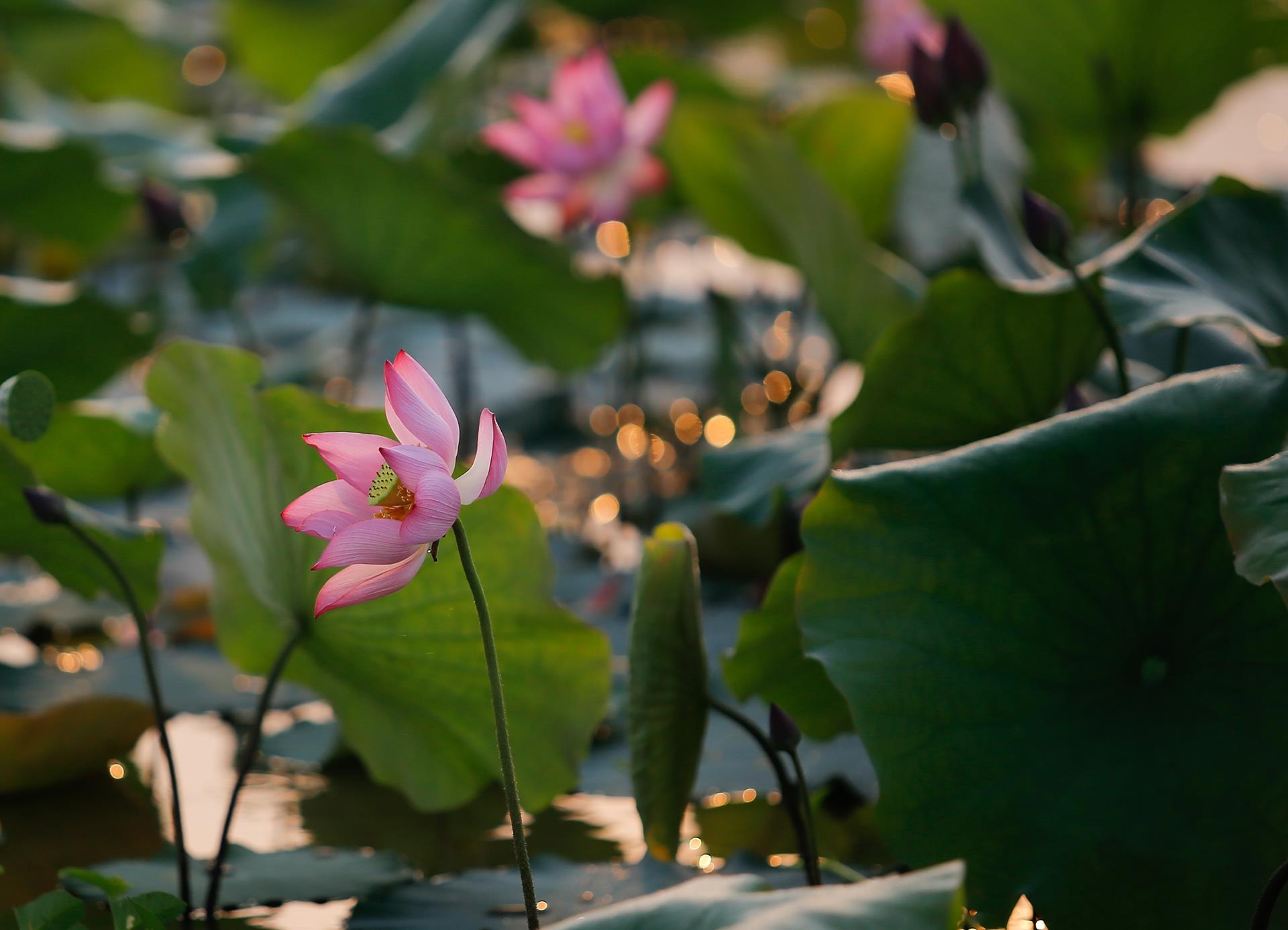 hoa sen,  mua sen,  xu Hue anh 21