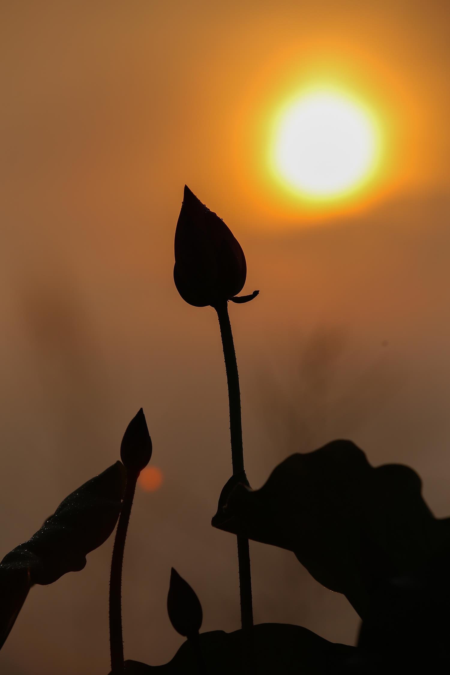 hoa sen,  mua sen,  xu Hue anh 22