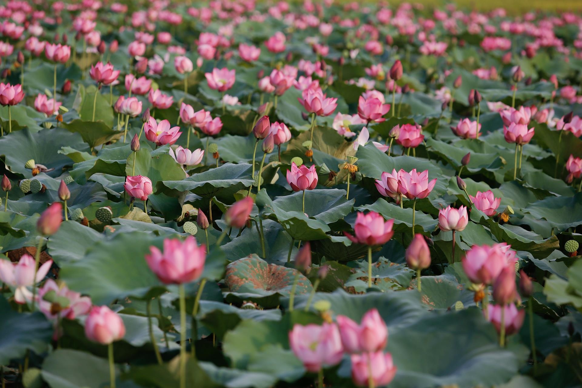 hoa sen,  mua sen,  xu Hue anh 23