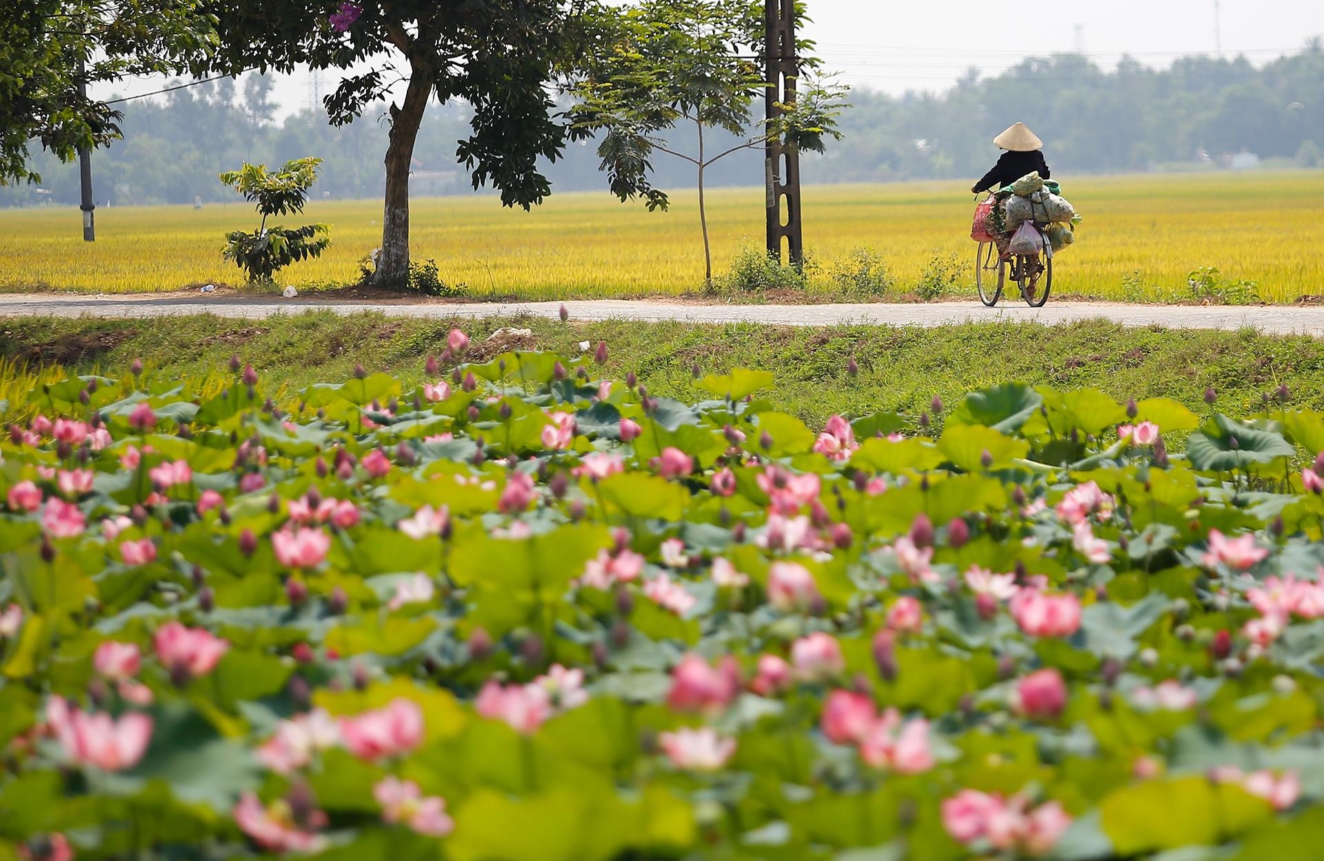 hoa sen,  mua sen,  xu Hue anh 10