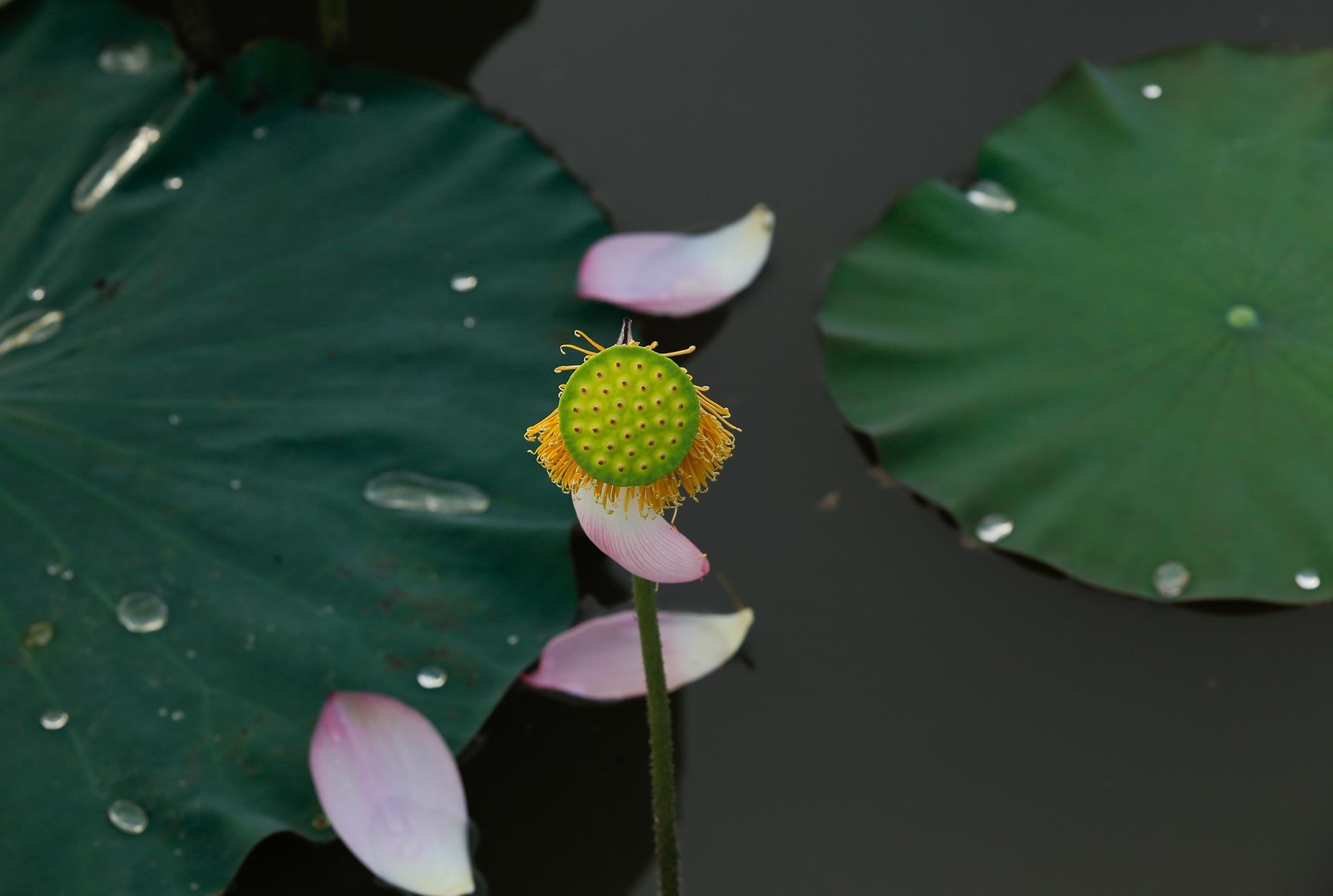 hoa sen,  mua sen,  xu Hue anh 15