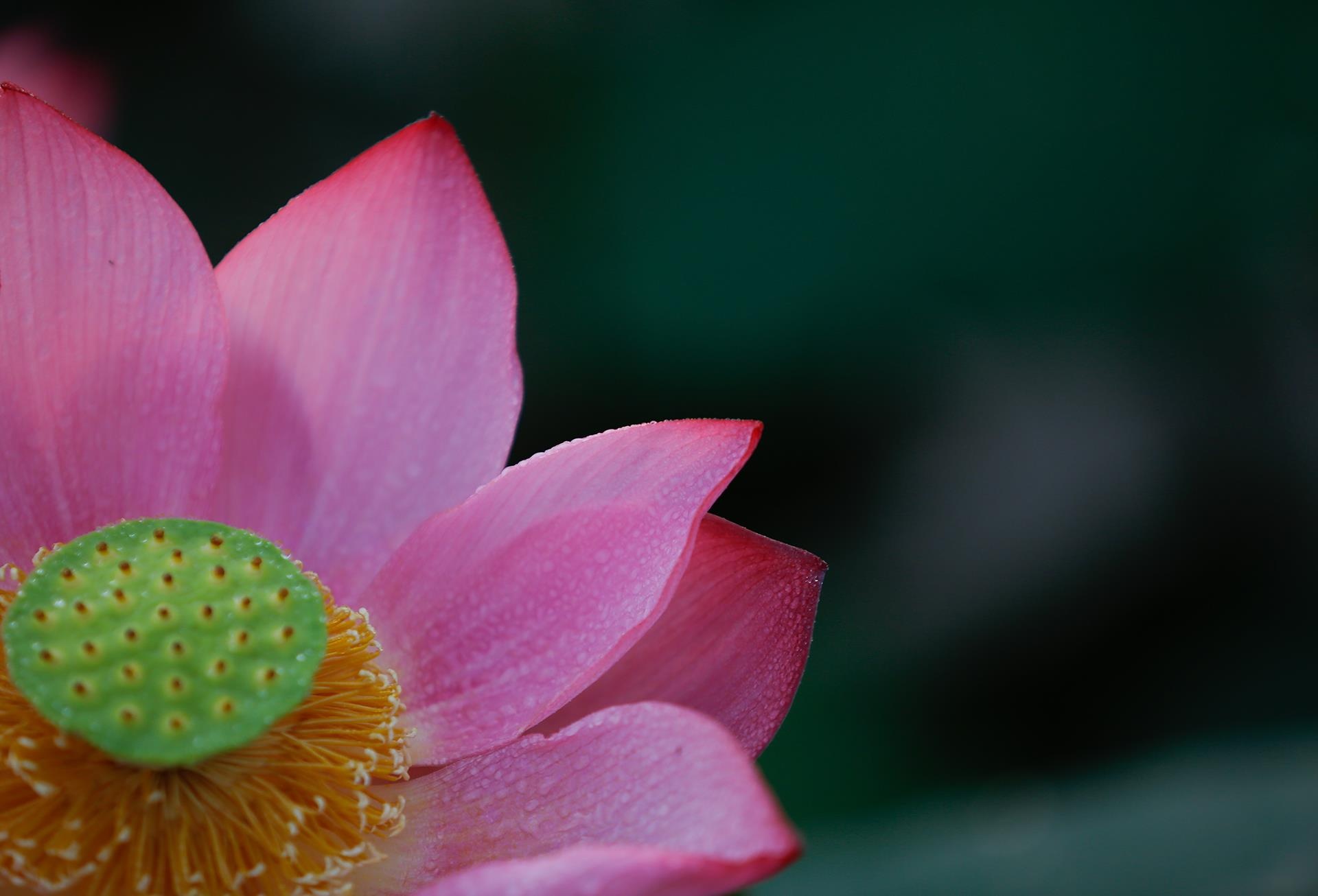 hoa sen,  mua sen,  xu Hue anh 12