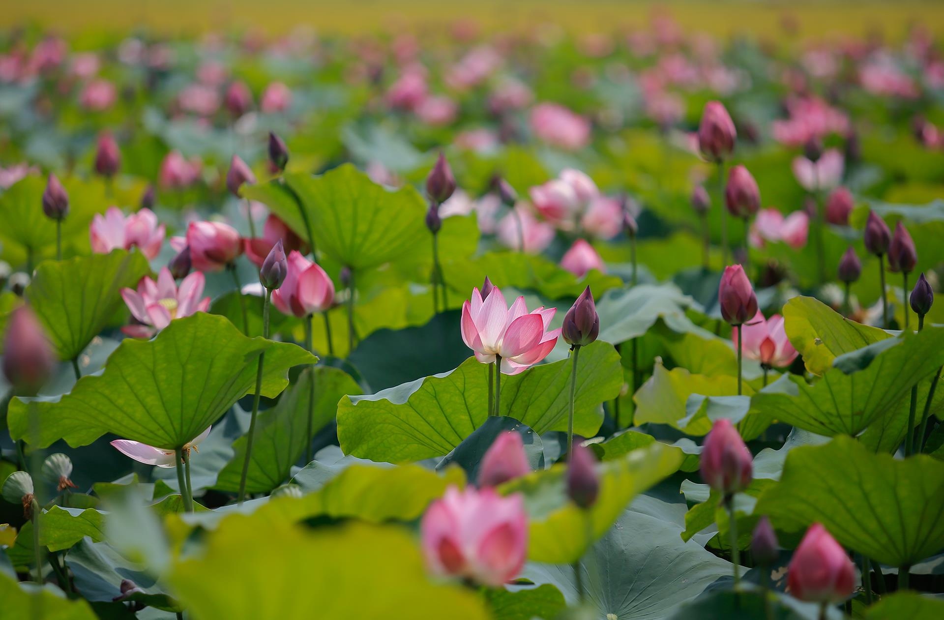 hoa sen,  mua sen,  xu Hue anh 11