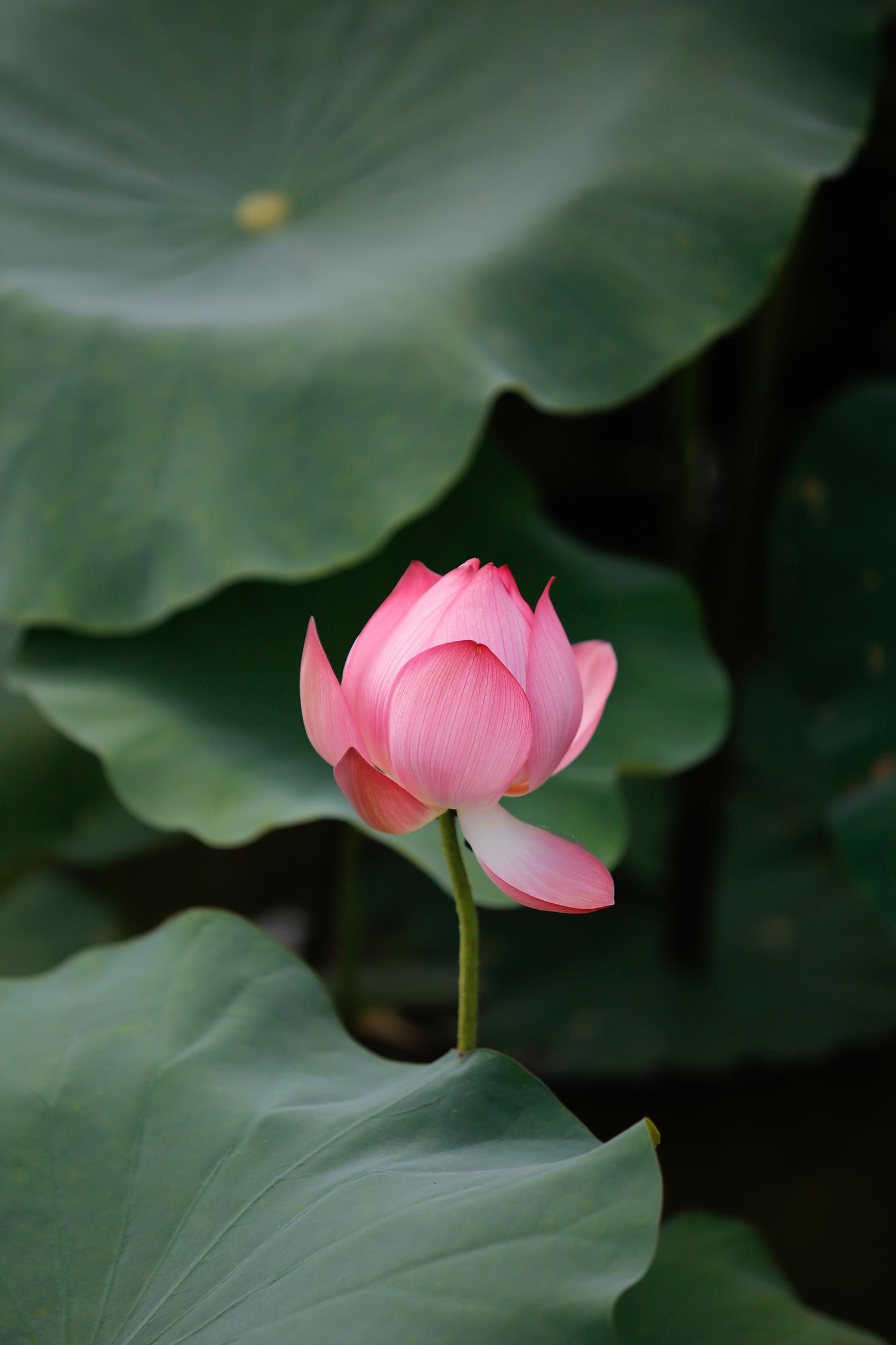 hoa sen,  mua sen,  xu Hue anh 13