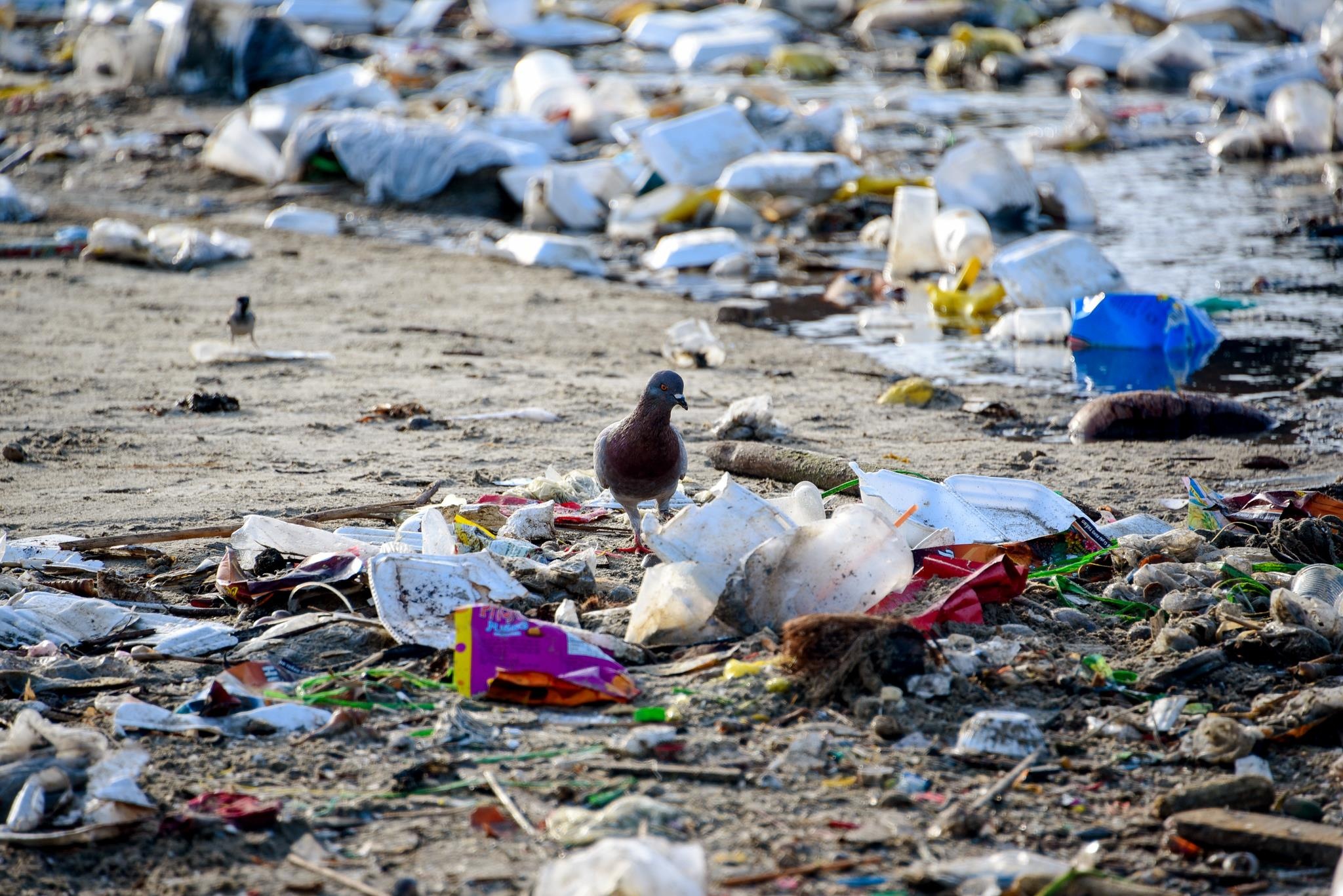 rac thai khap ca nuoc anh 11