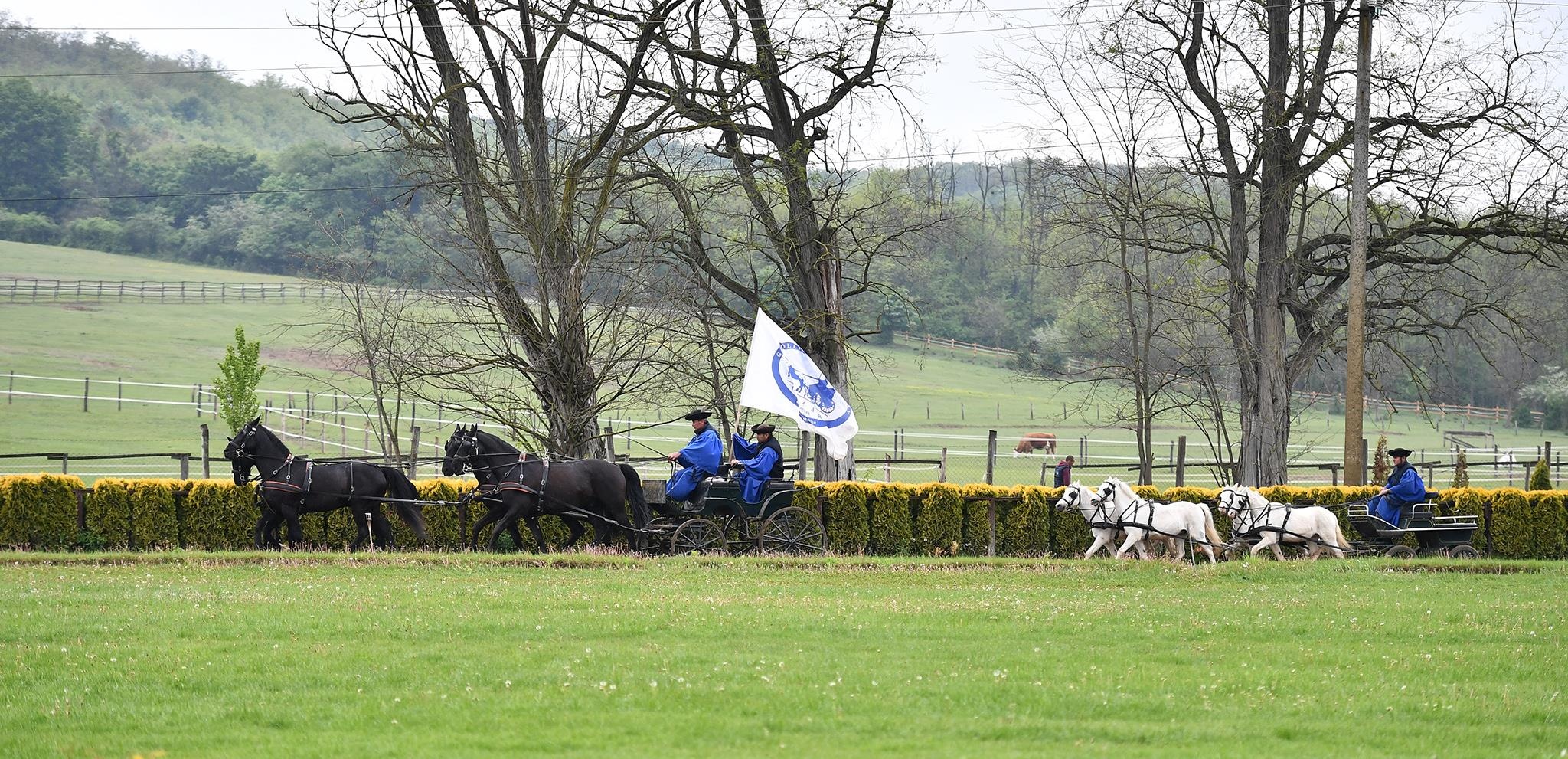 xiec ngua o Hungary anh 2