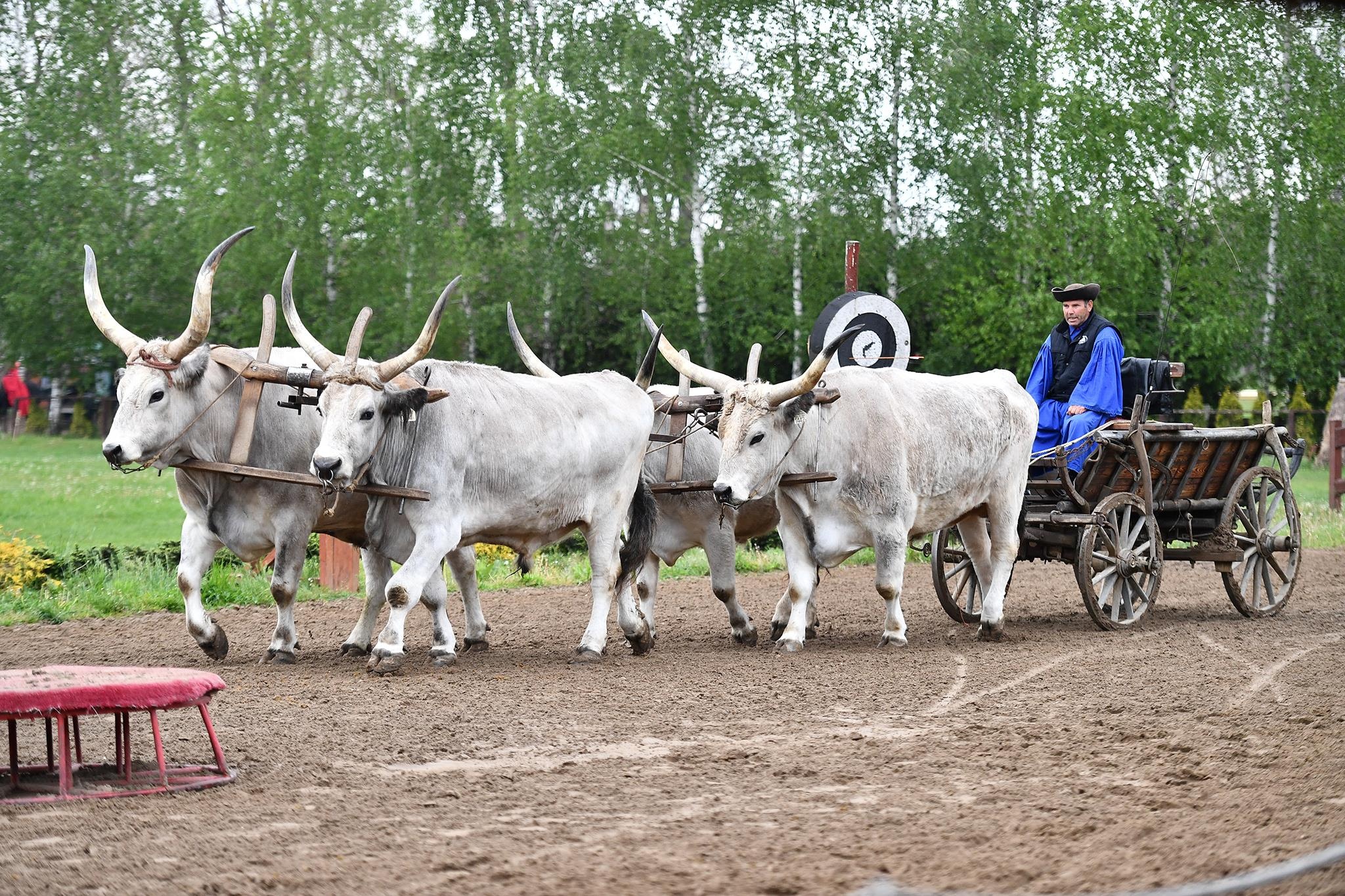 xiec ngua o Hungary anh 22