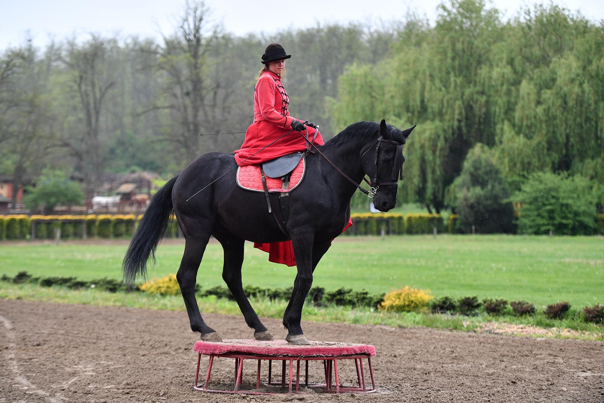 xiec ngua o Hungary anh 28