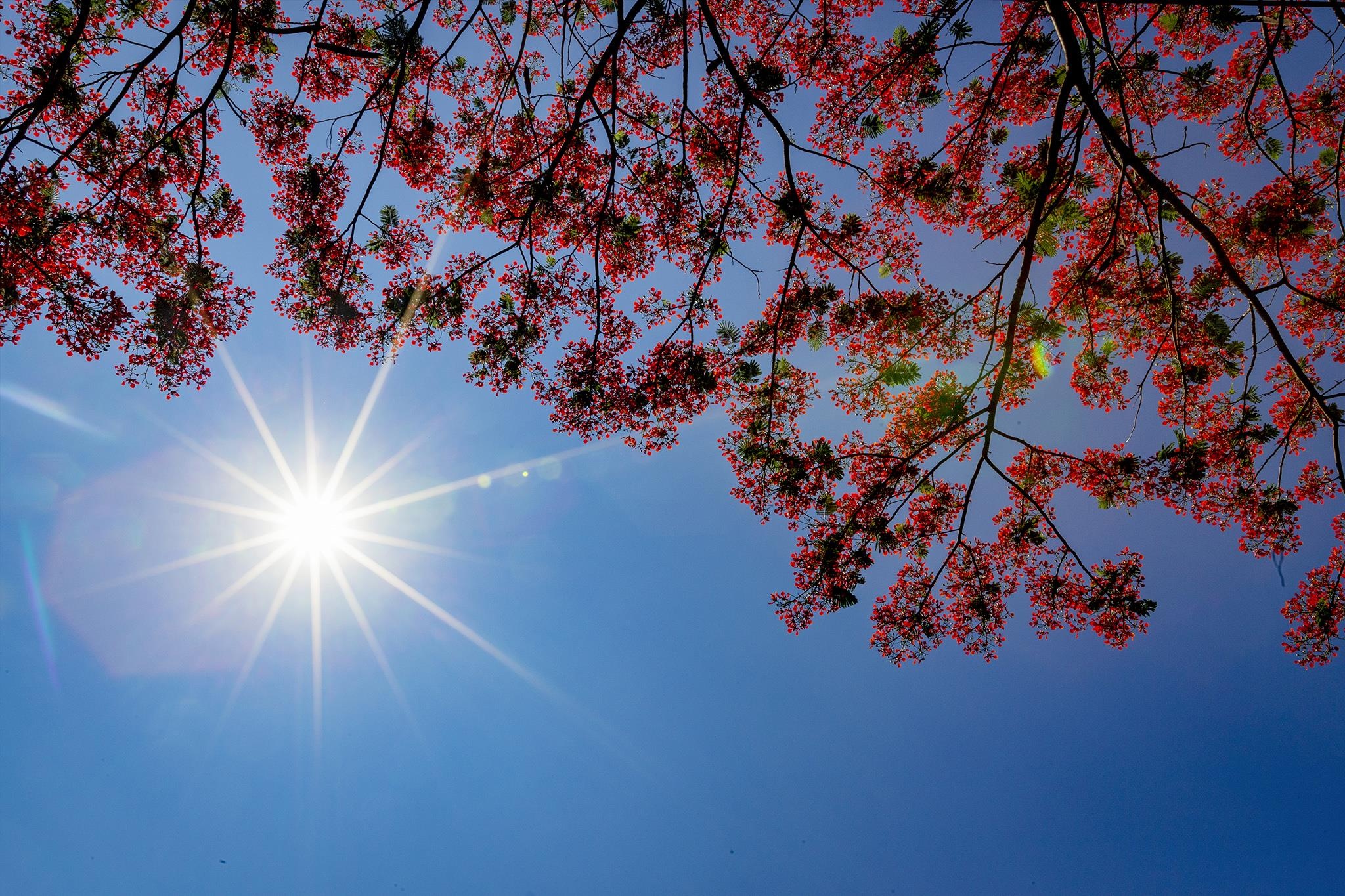 mua hoa phuong do Da Nang anh 1