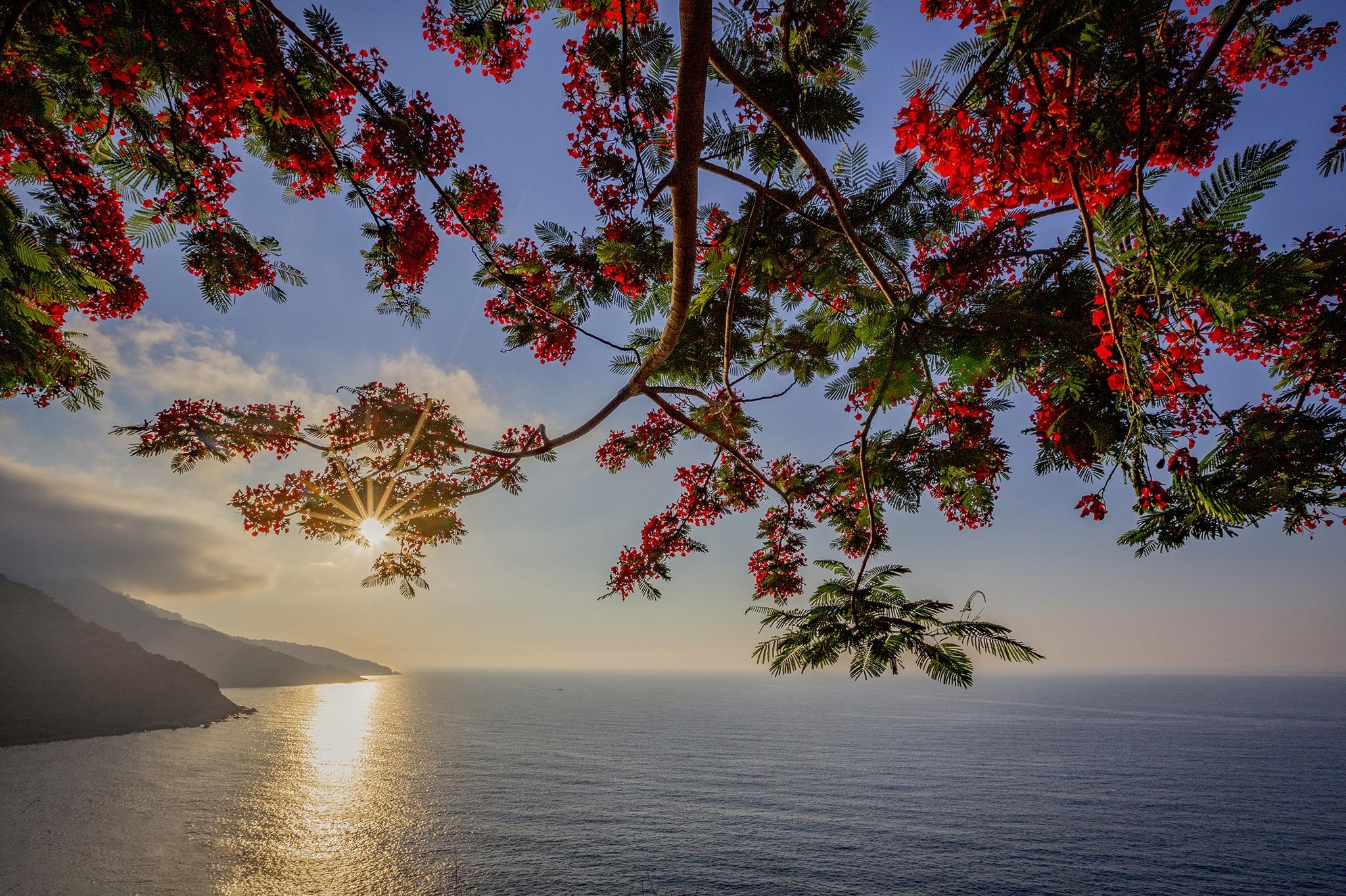 mua hoa phuong do Da Nang anh 3
