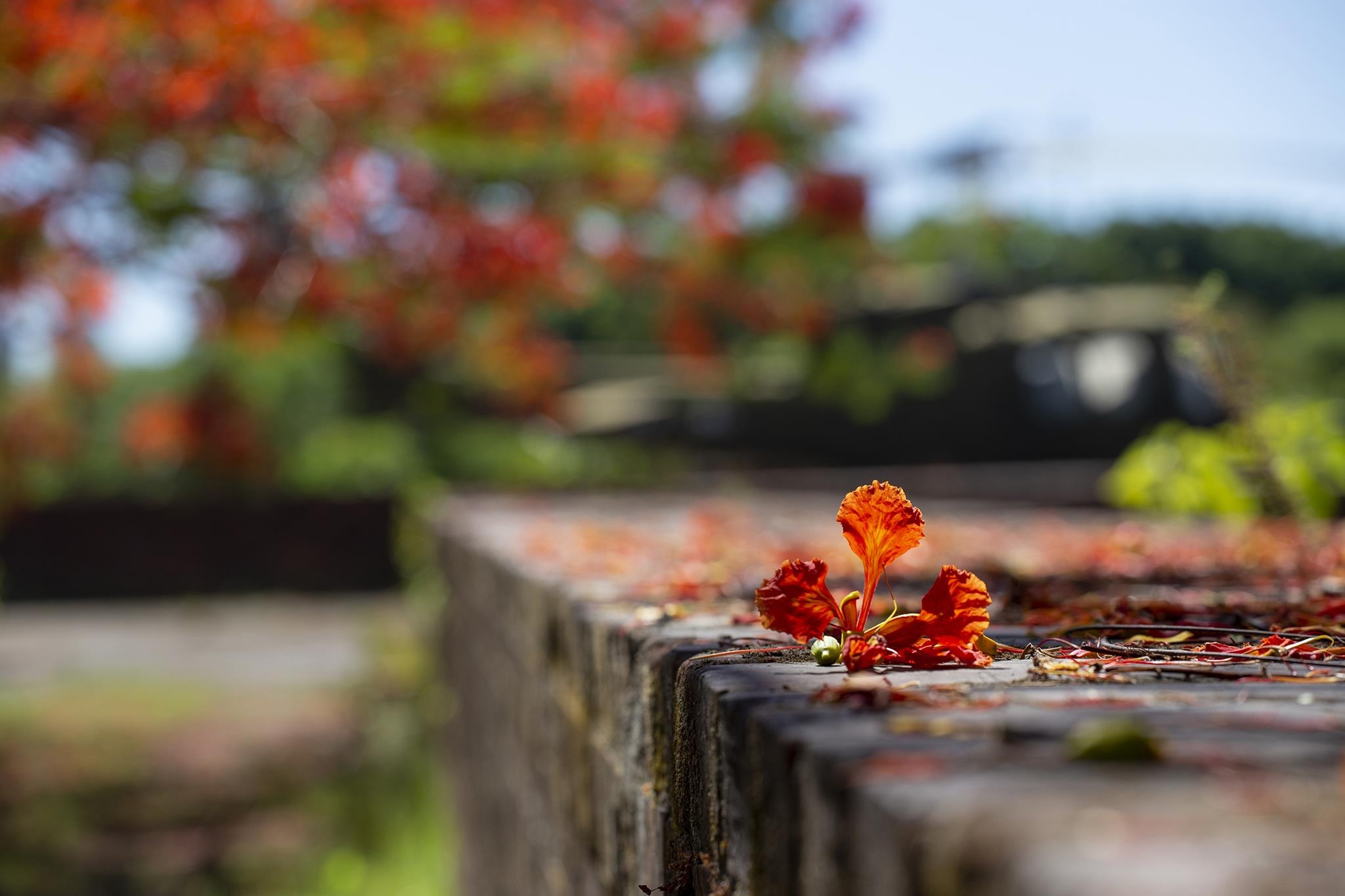 mua hoa phuong do Da Nang anh 5