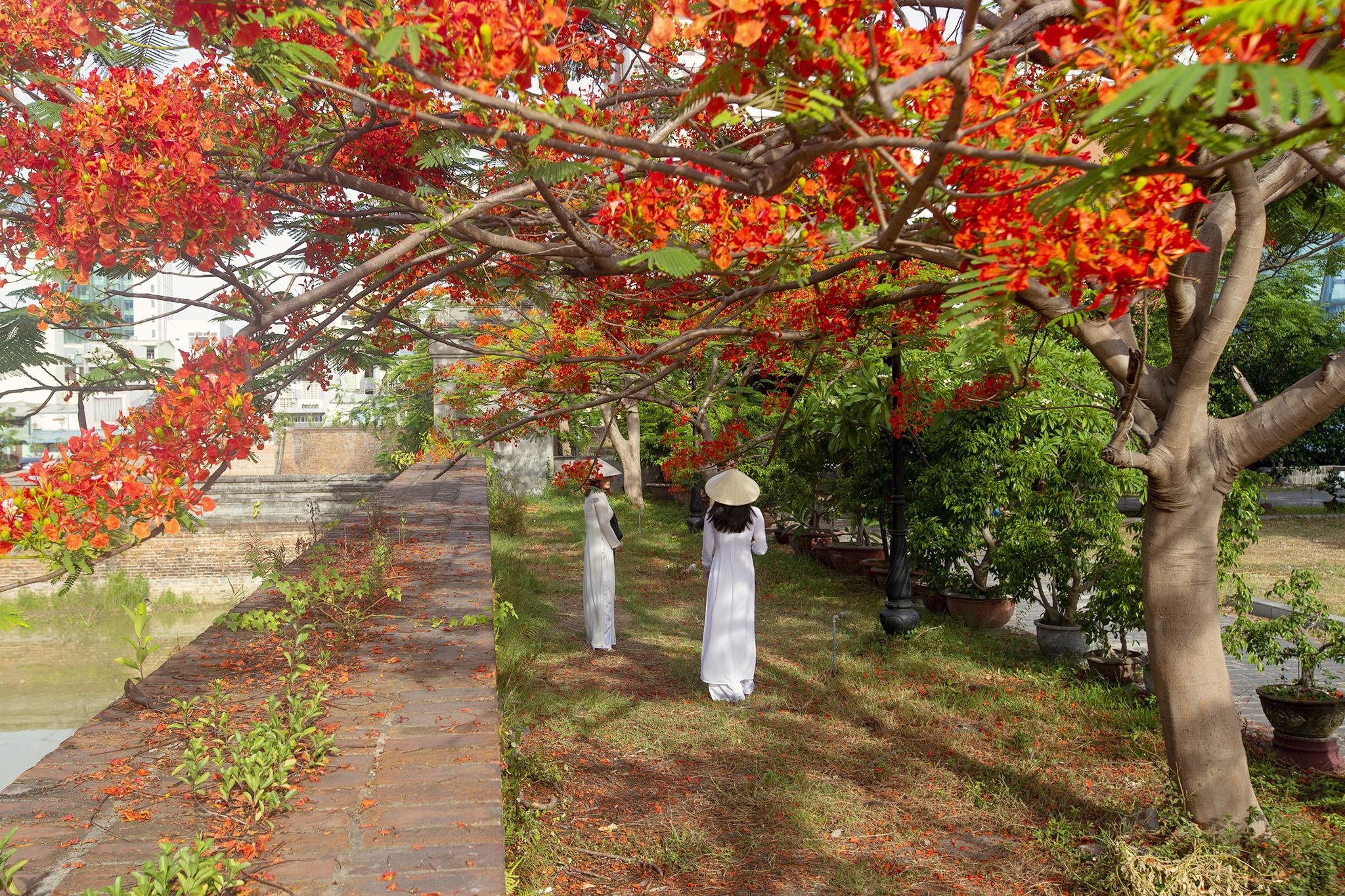 mua hoa phuong do Da Nang anh 6