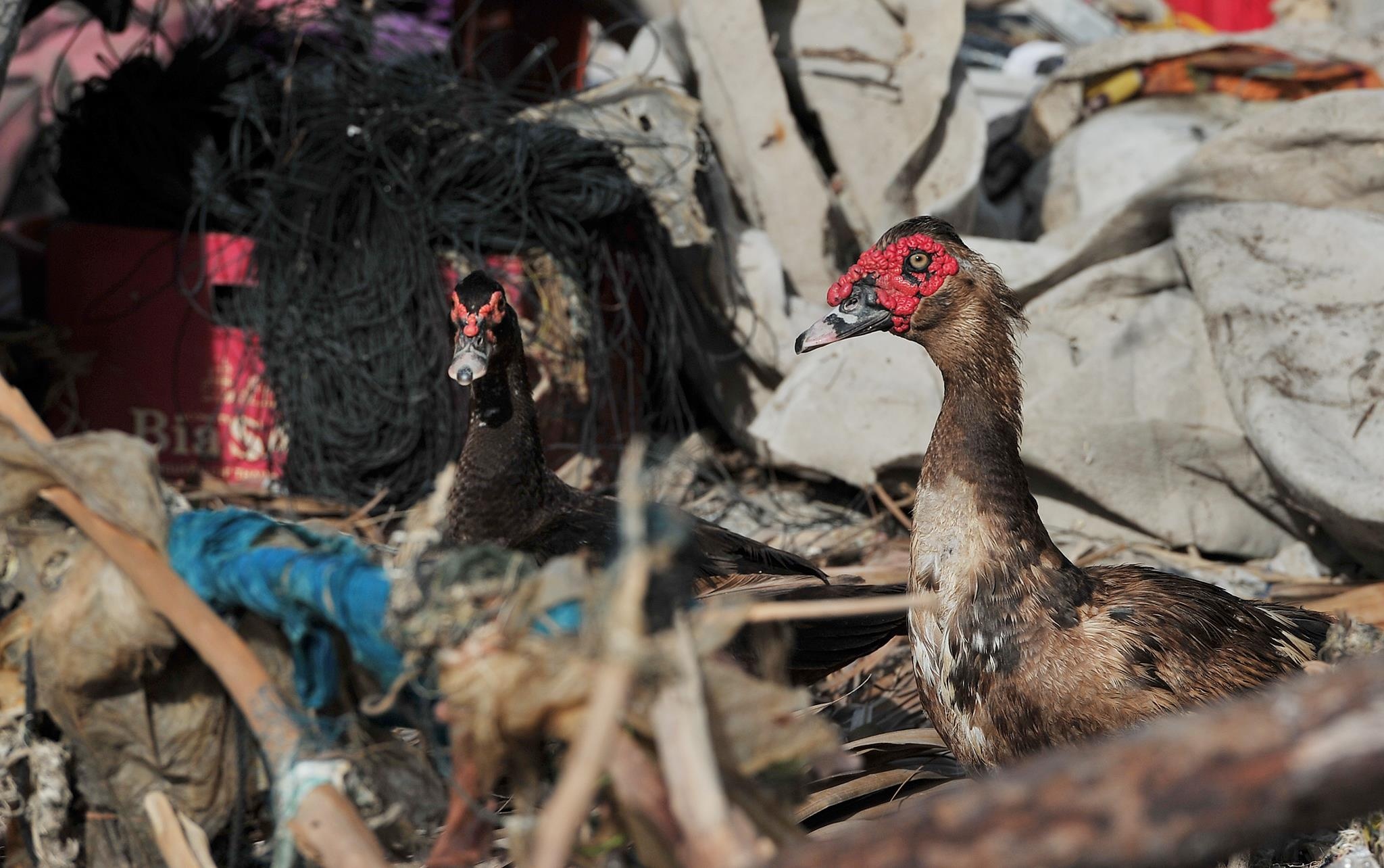 lu lut mien Tay anh 8