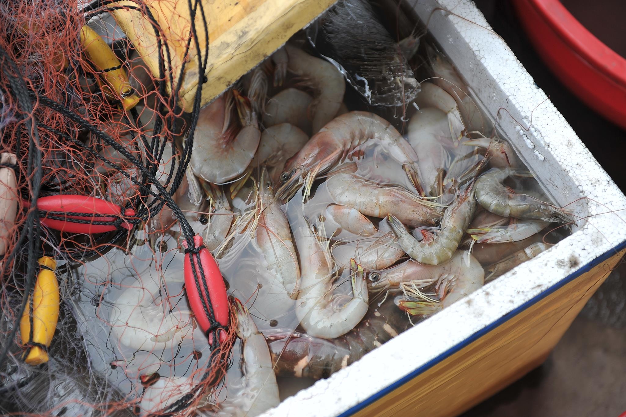 lu lut mien Tay anh 35