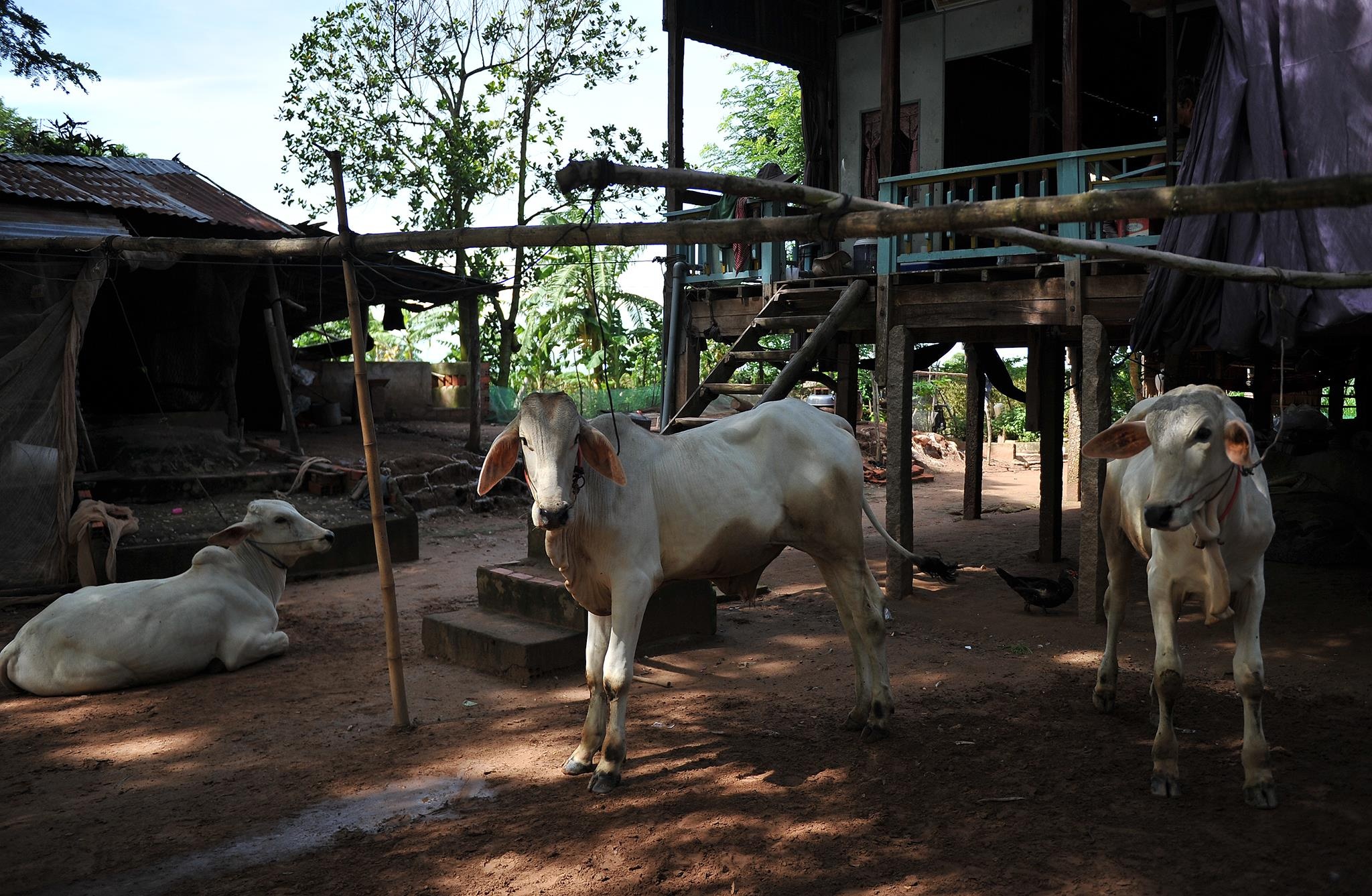 cuoc song mua lu o mien Tay anh 30