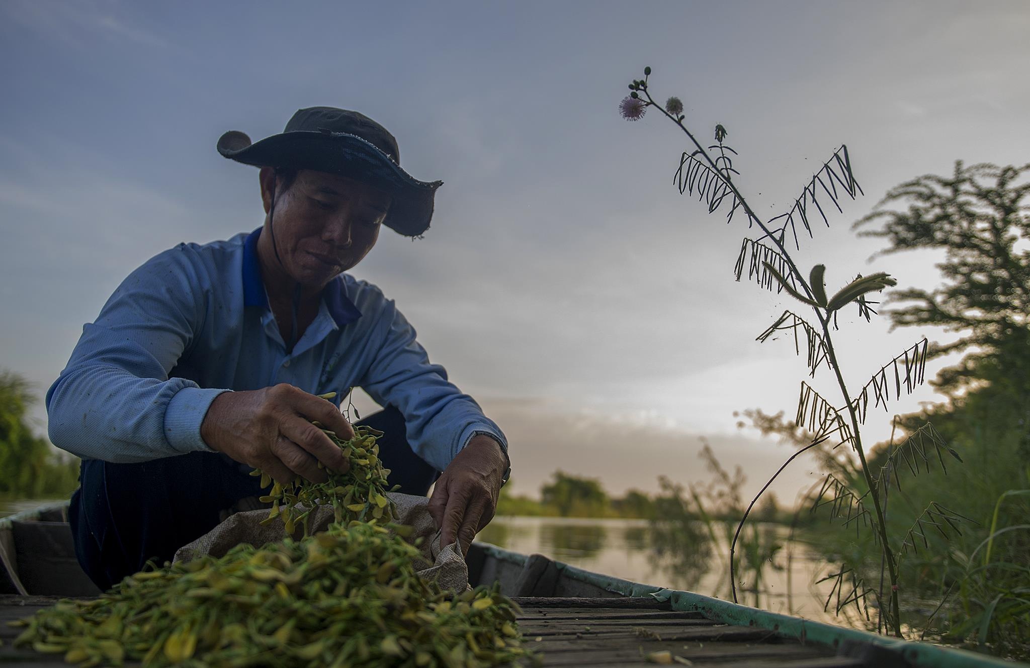 Lu ve sau con khat, dan mien Tay voi va vao cuoc muu sinh hinh anh