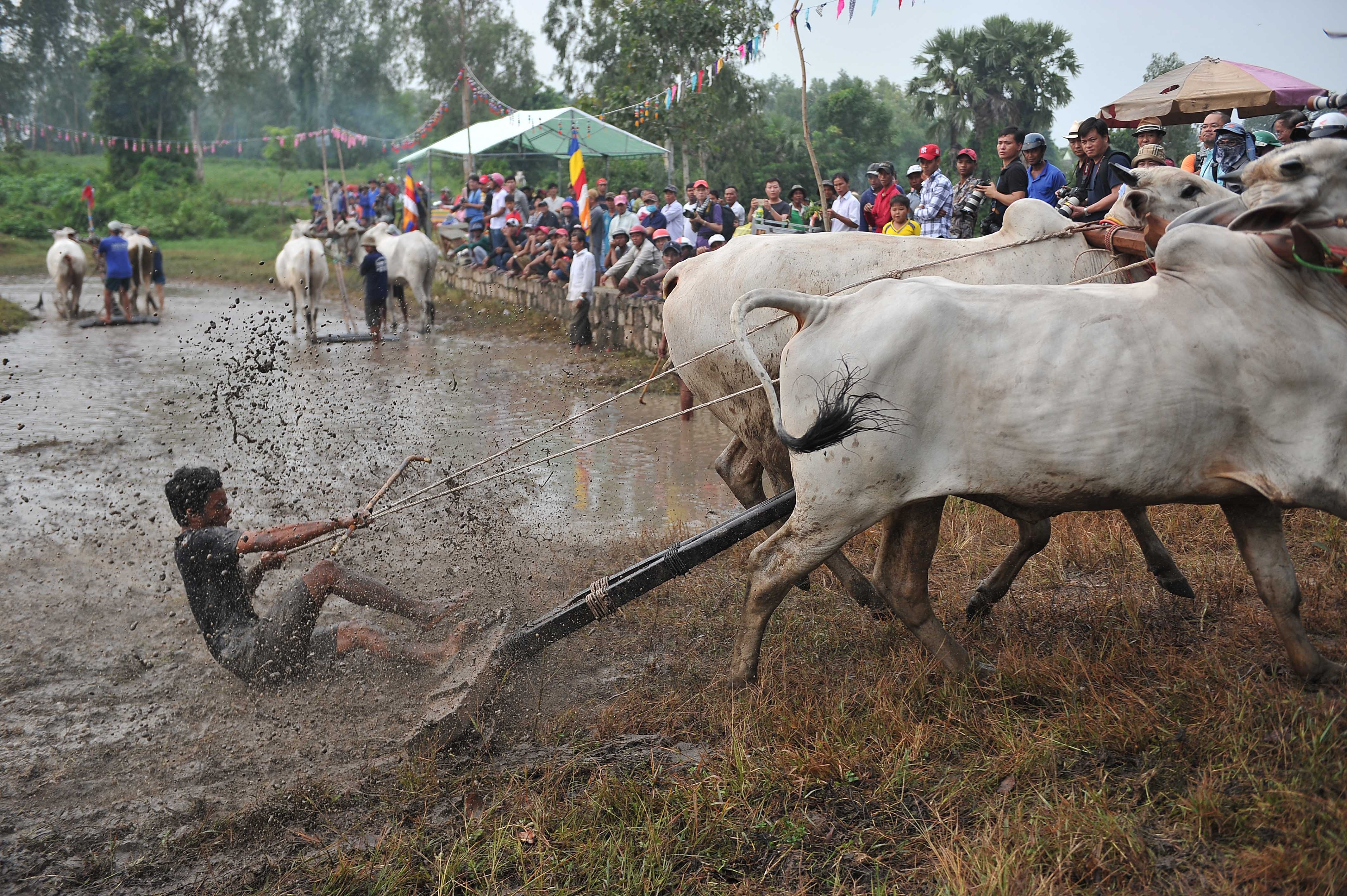 dua bo o An Giang anh 8
