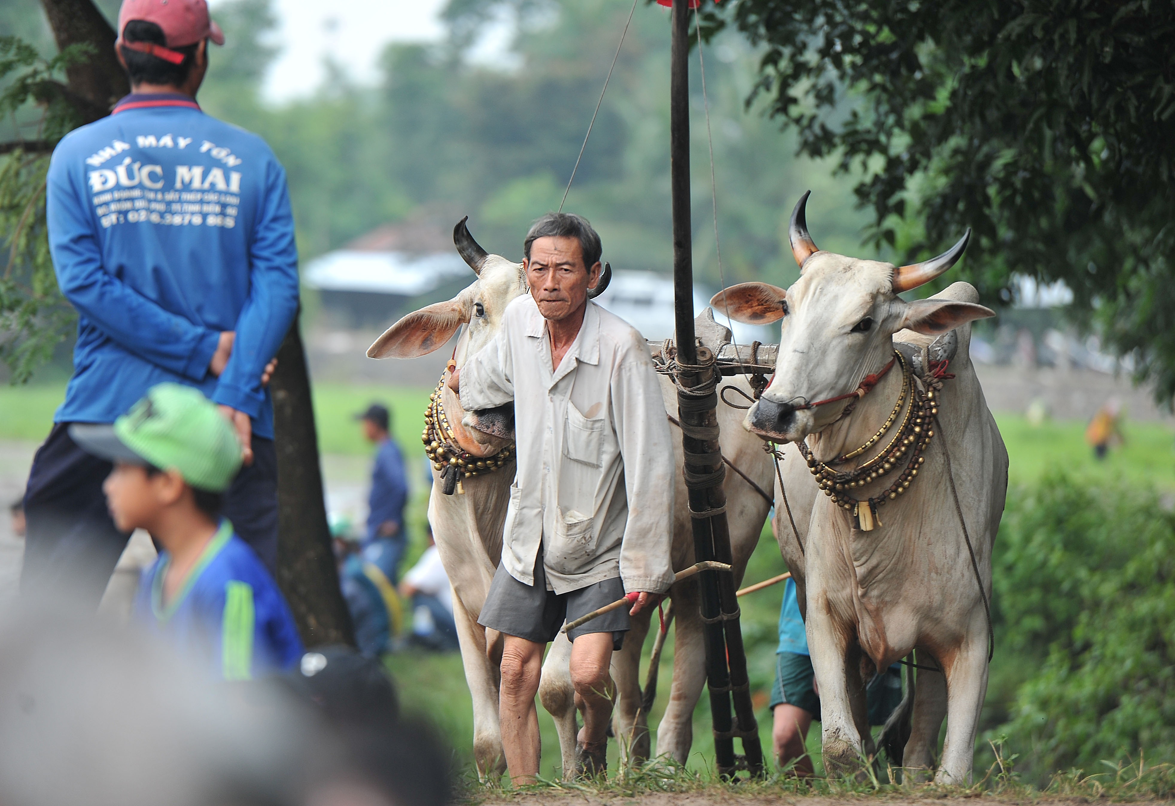 dua bo o An Giang anh 10