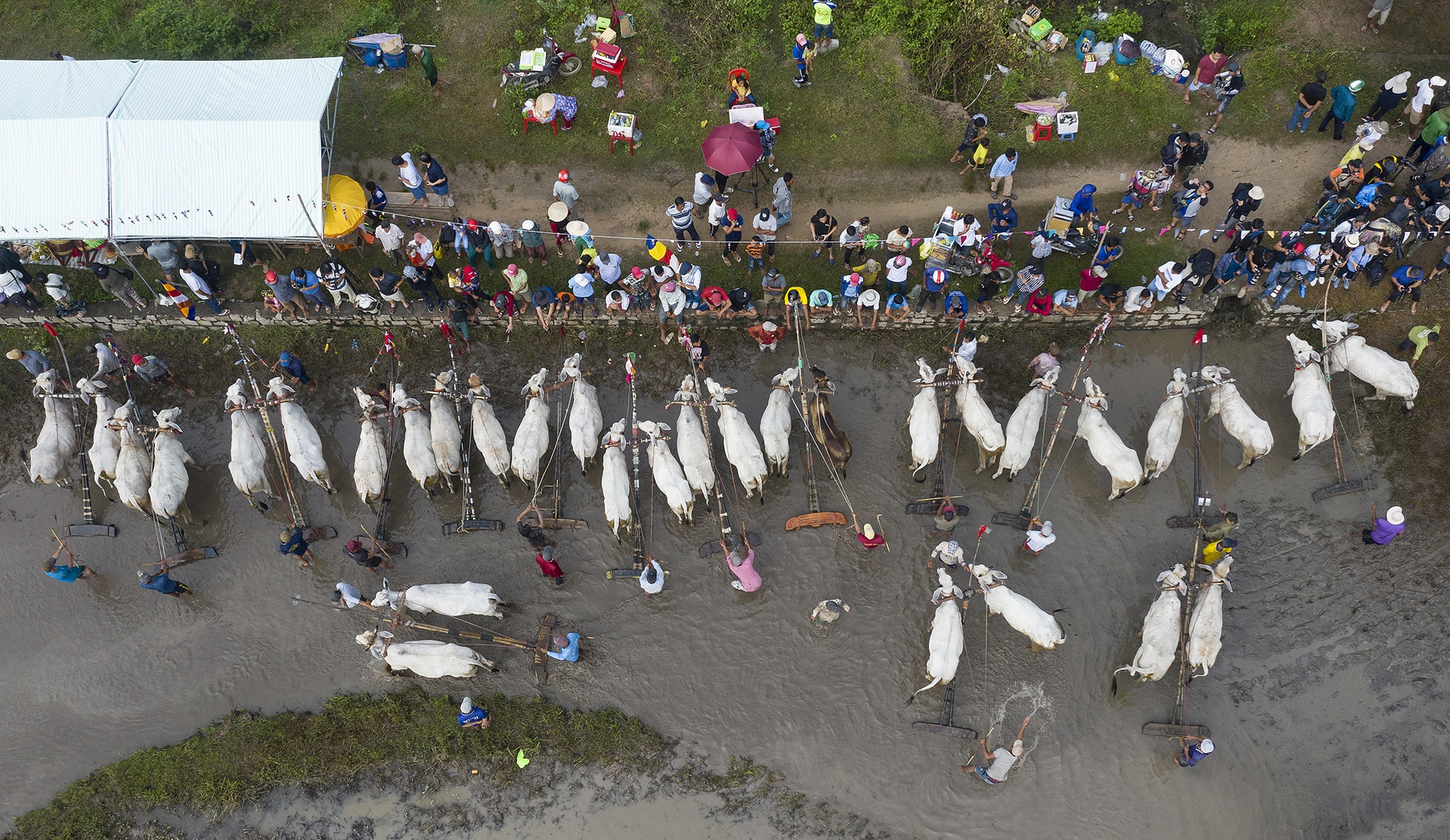 dua bo o An Giang anh 1