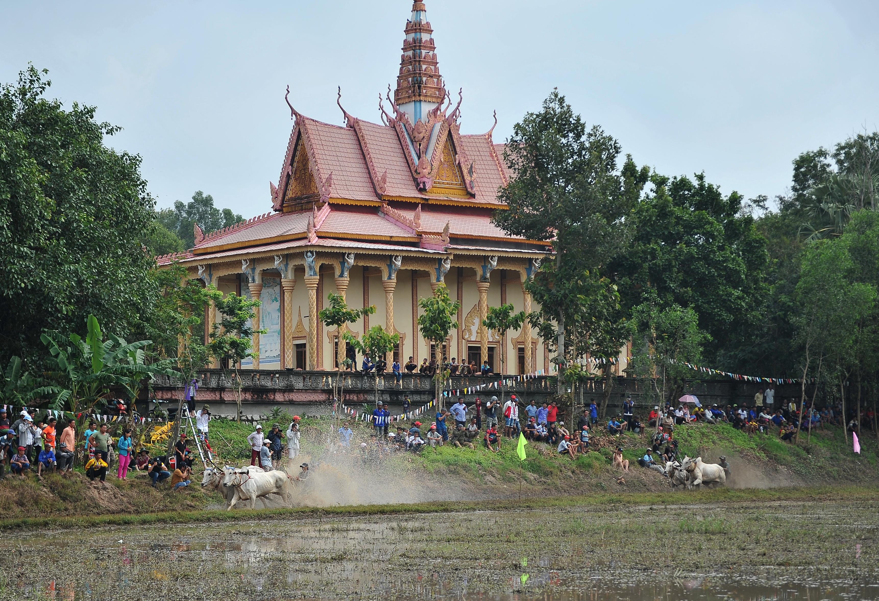 dua bo o An Giang anh 3